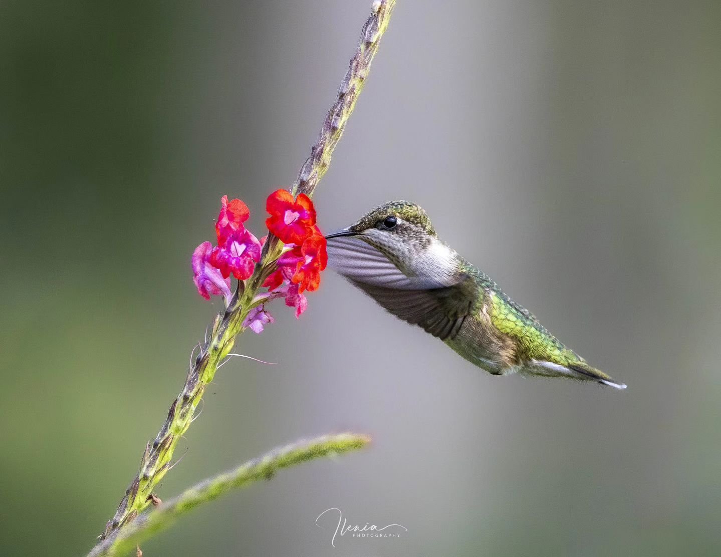 .
A happy camper 

#felicidad #libertad

#birdsofinstagram&nbsp;#best_birds_of_ig #hummingbird&nbsp;
#weeklyfluff&nbsp;#audubon&nbsp;#audubonsociety #birdsandblooms&nbsp;#your_best_birds&nbsp;#bestbirdshots #nature_worldwide_birds&nbsp;
#birds_captur