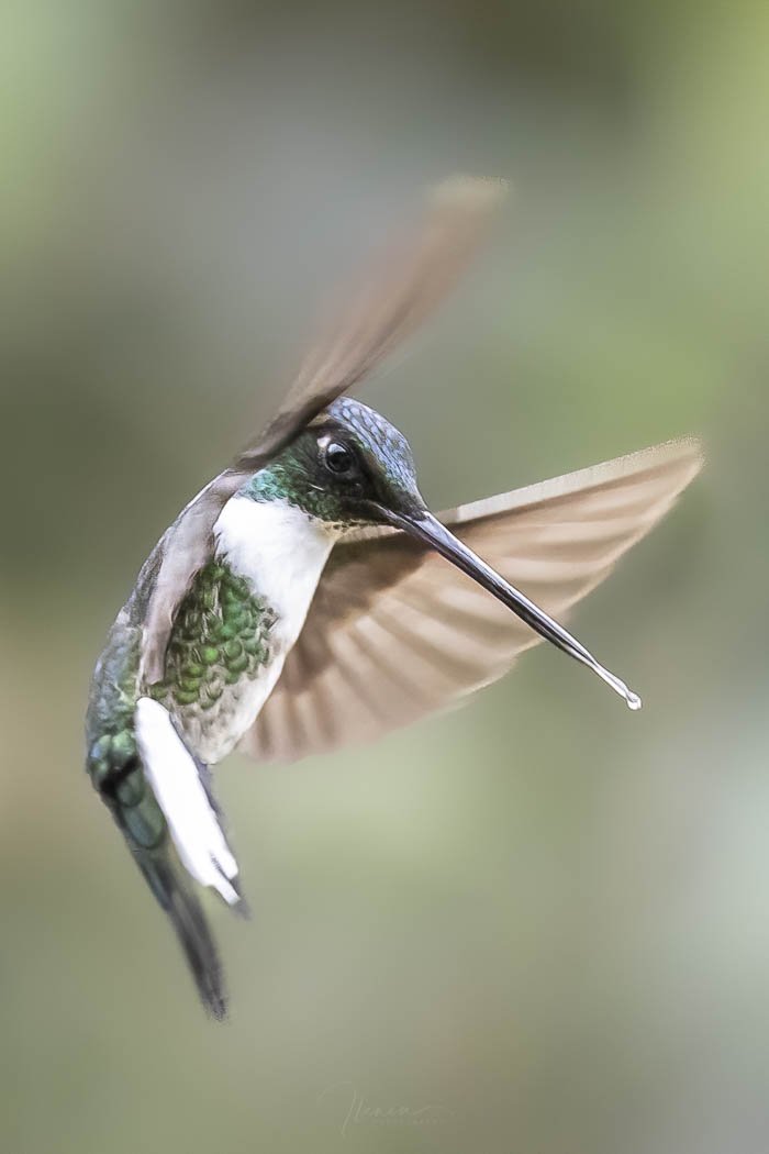 Collared Inca