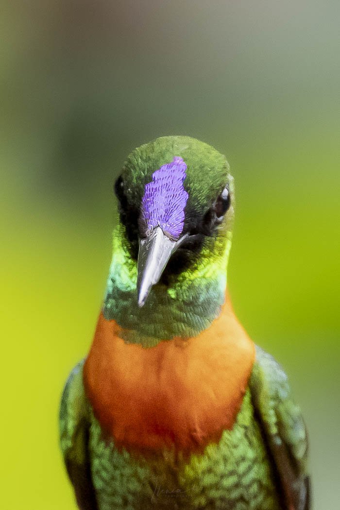 Gould's Jewelfront