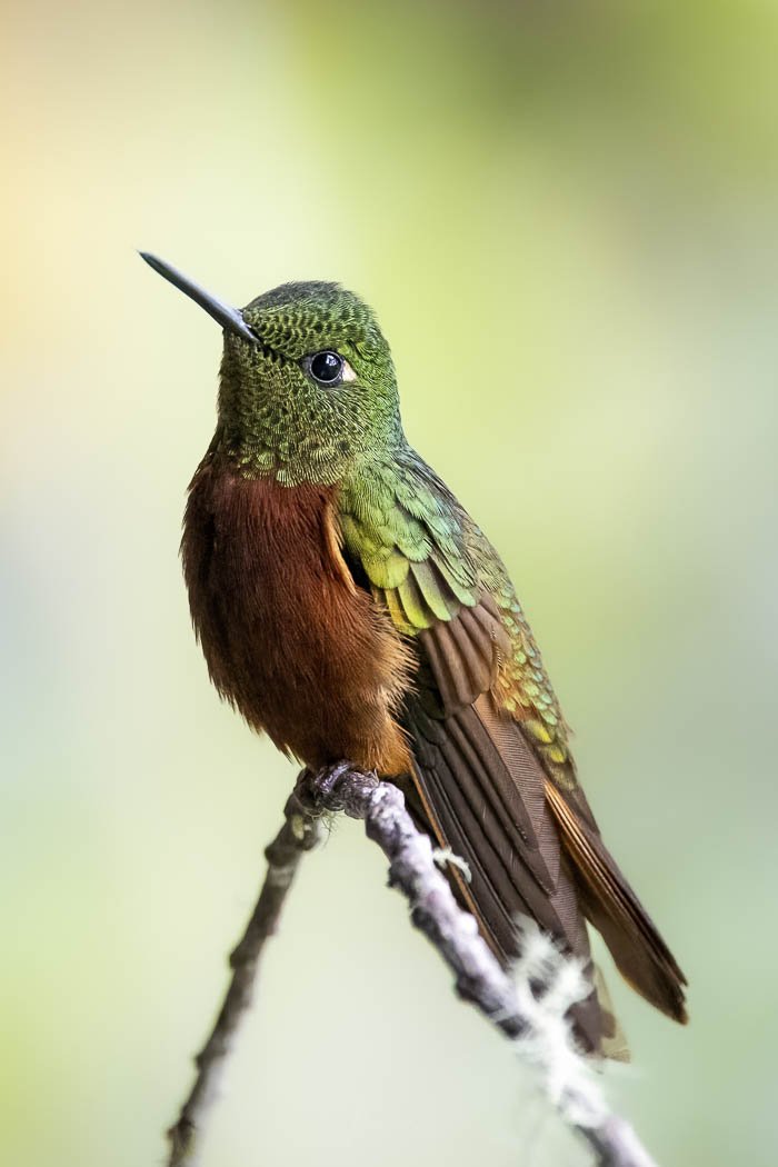 Chestnut-breasted Coronet