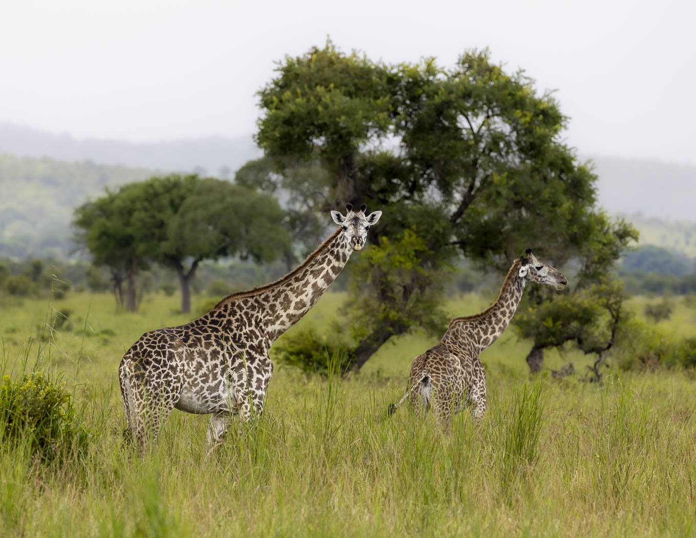 Giraffes. Mikumi National Park, Tanzania
