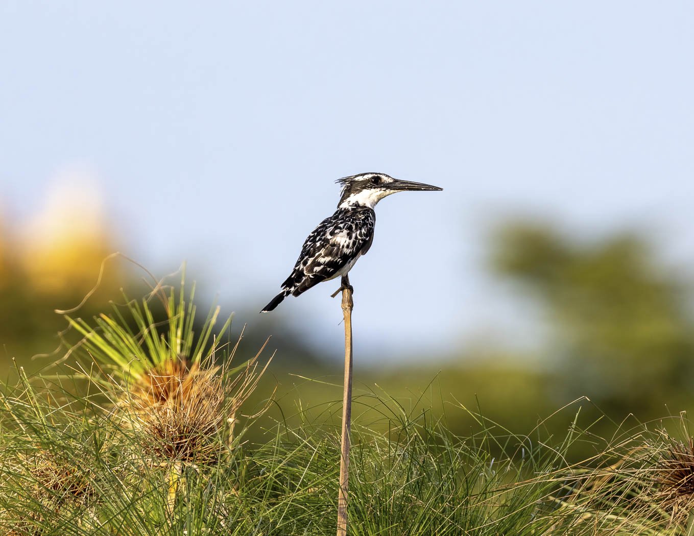 Pied Kingfisher. Uganda