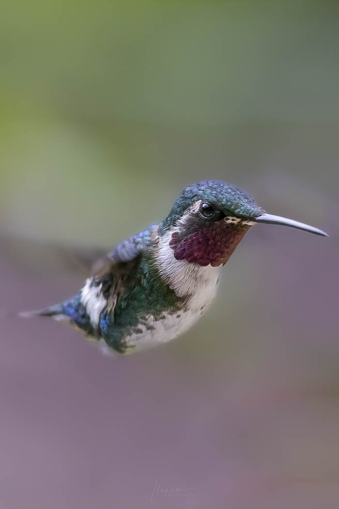 White-bellied Woodstar