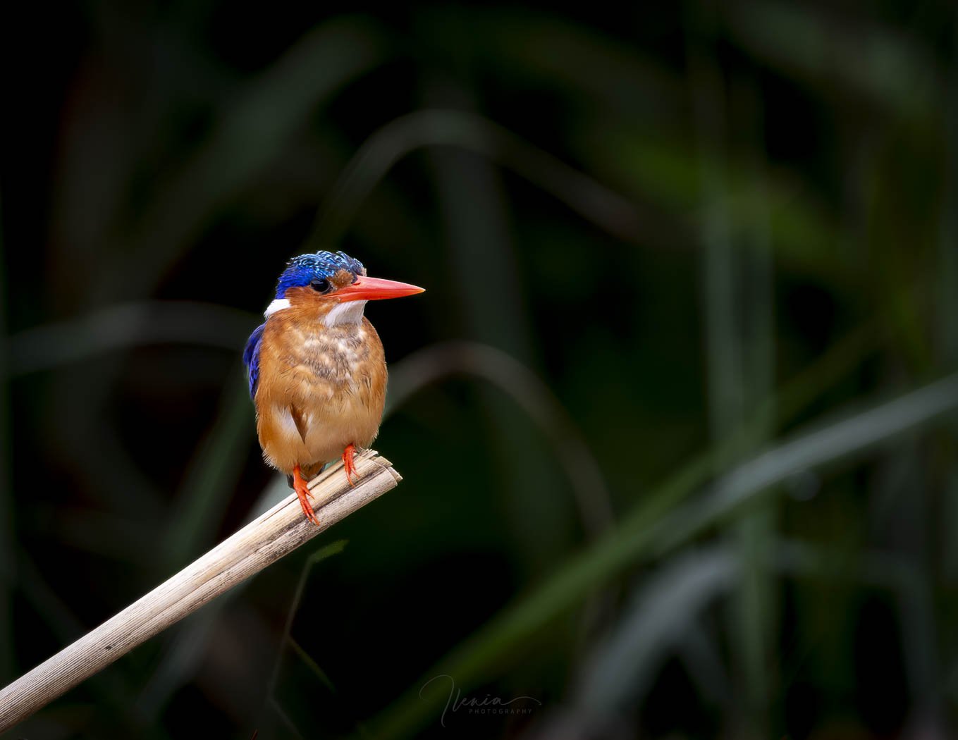 Malachite Kingfisher, Mabamba Swamp, Uganda