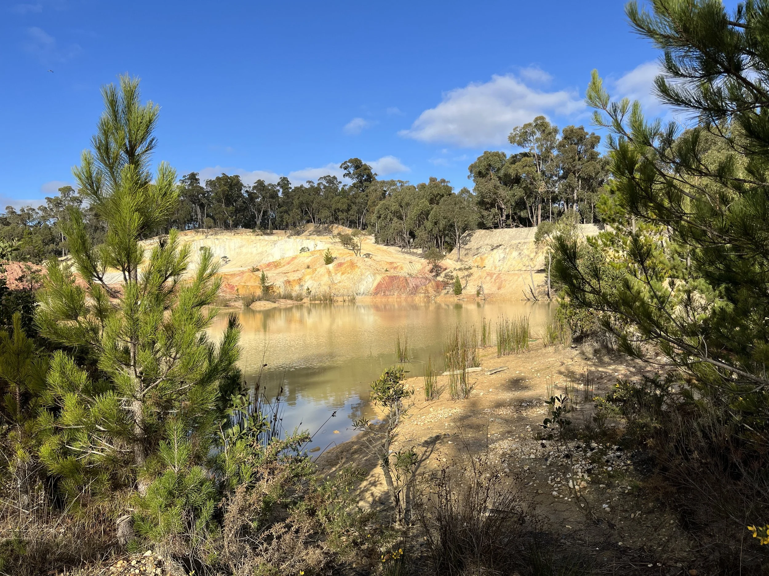 IMG_5022 Clay pit through pines.JPG