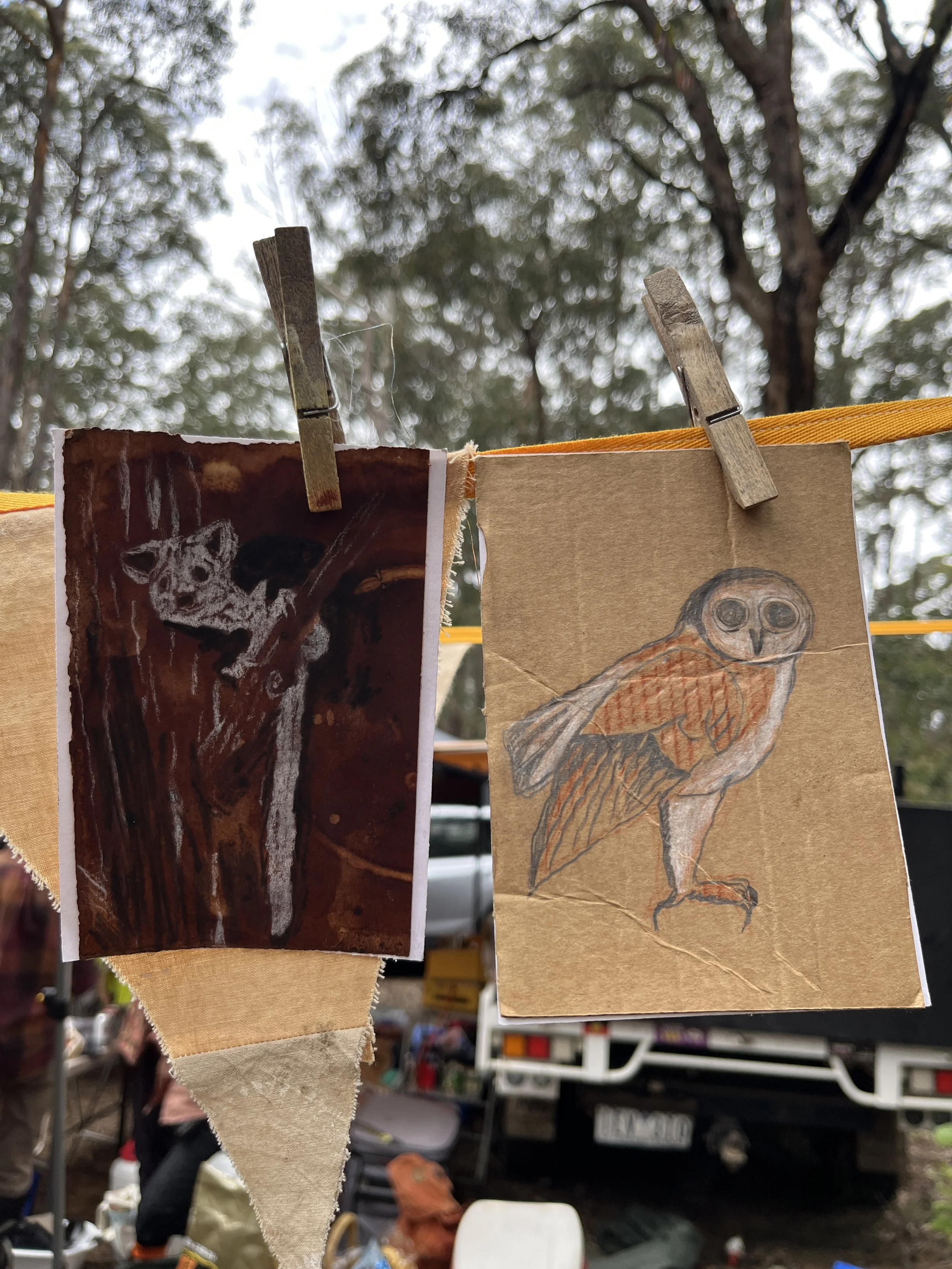 Bioblitz postcards hanging on a line