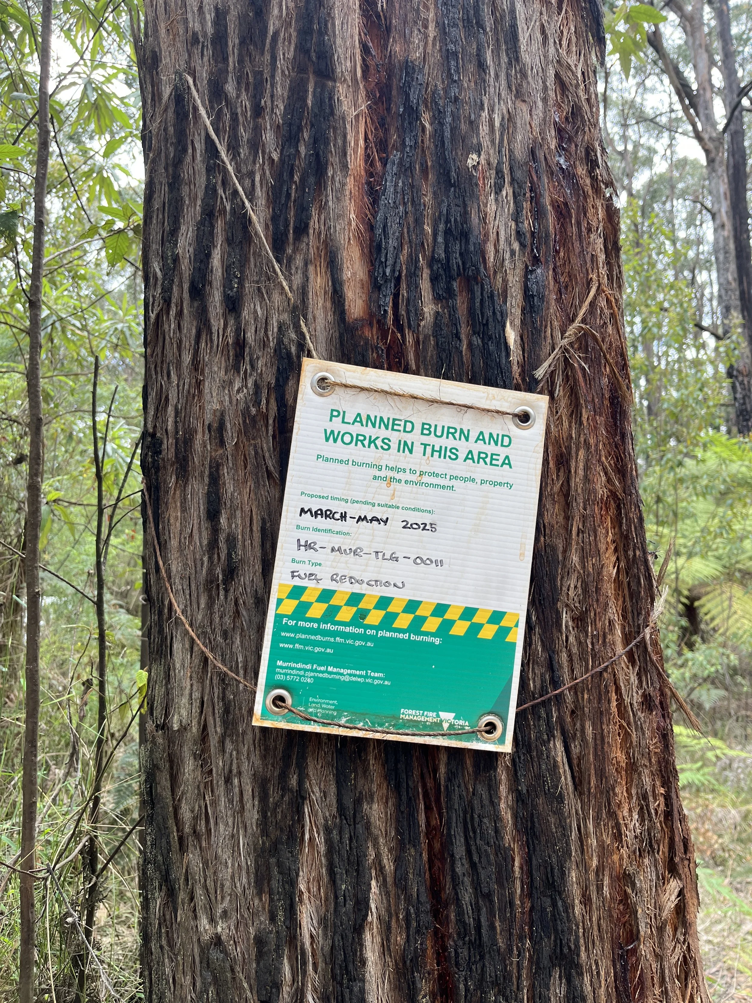 a notice  on a tree declaring intention to burn this forest in 2025