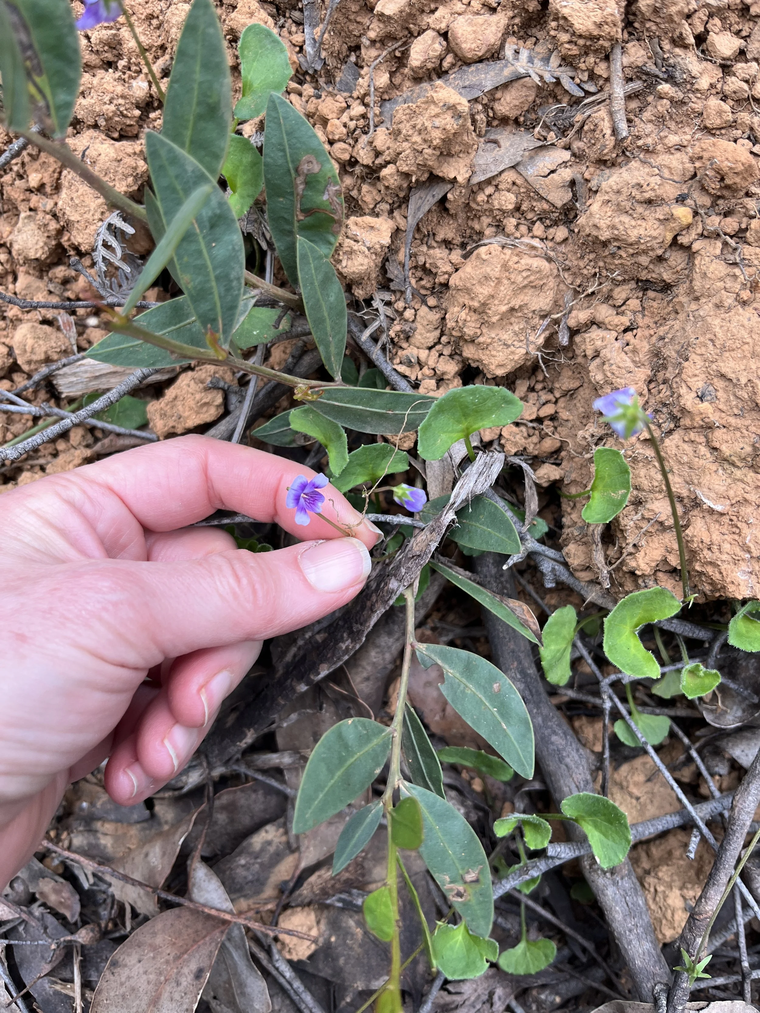 a native viola in Toolangi State Forest