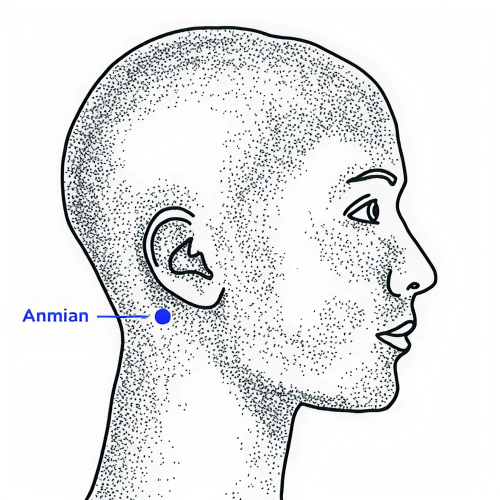 Drawing of the side of the head with the point Anmian higlighted