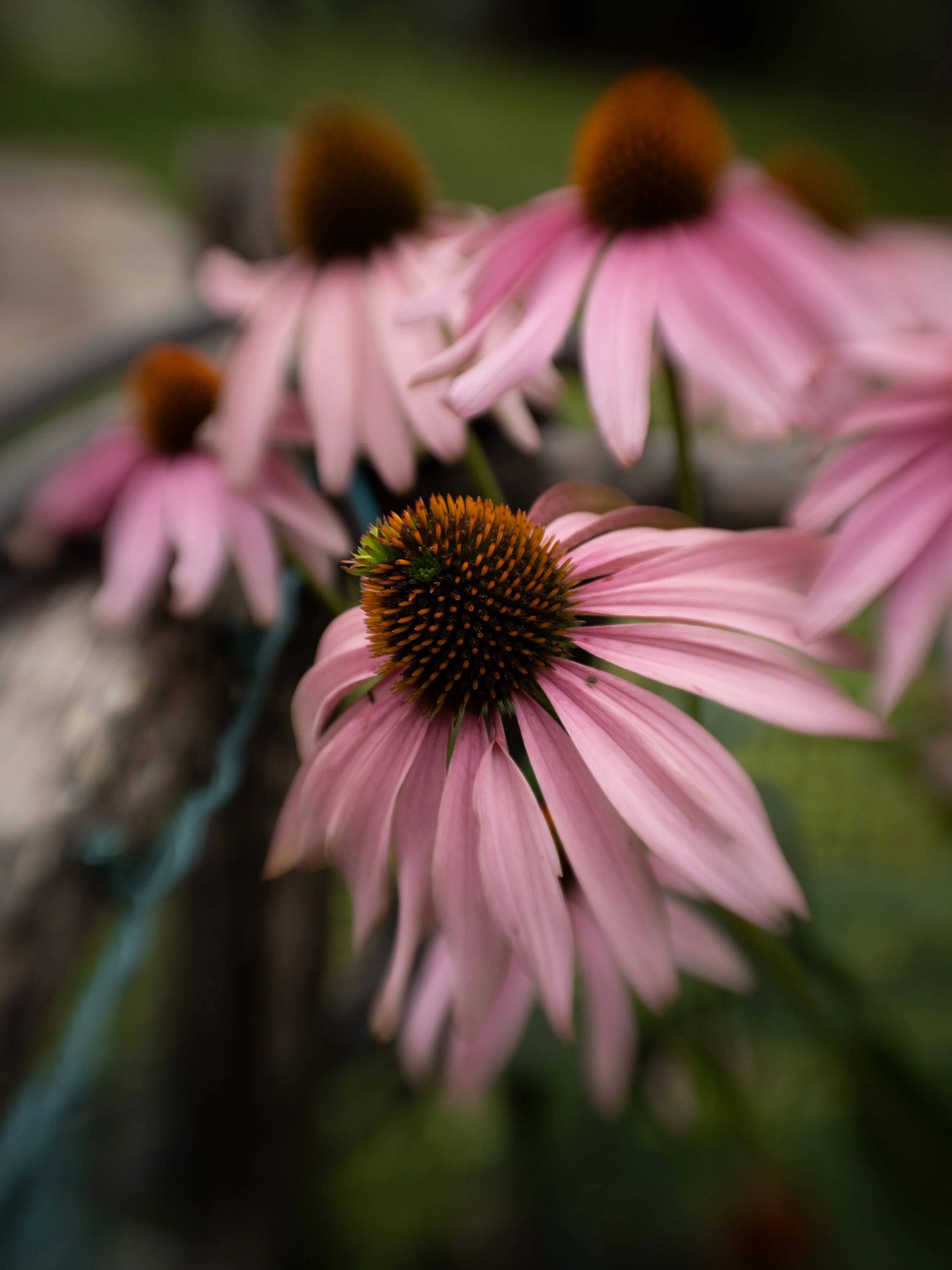 Website plants-4.jpg