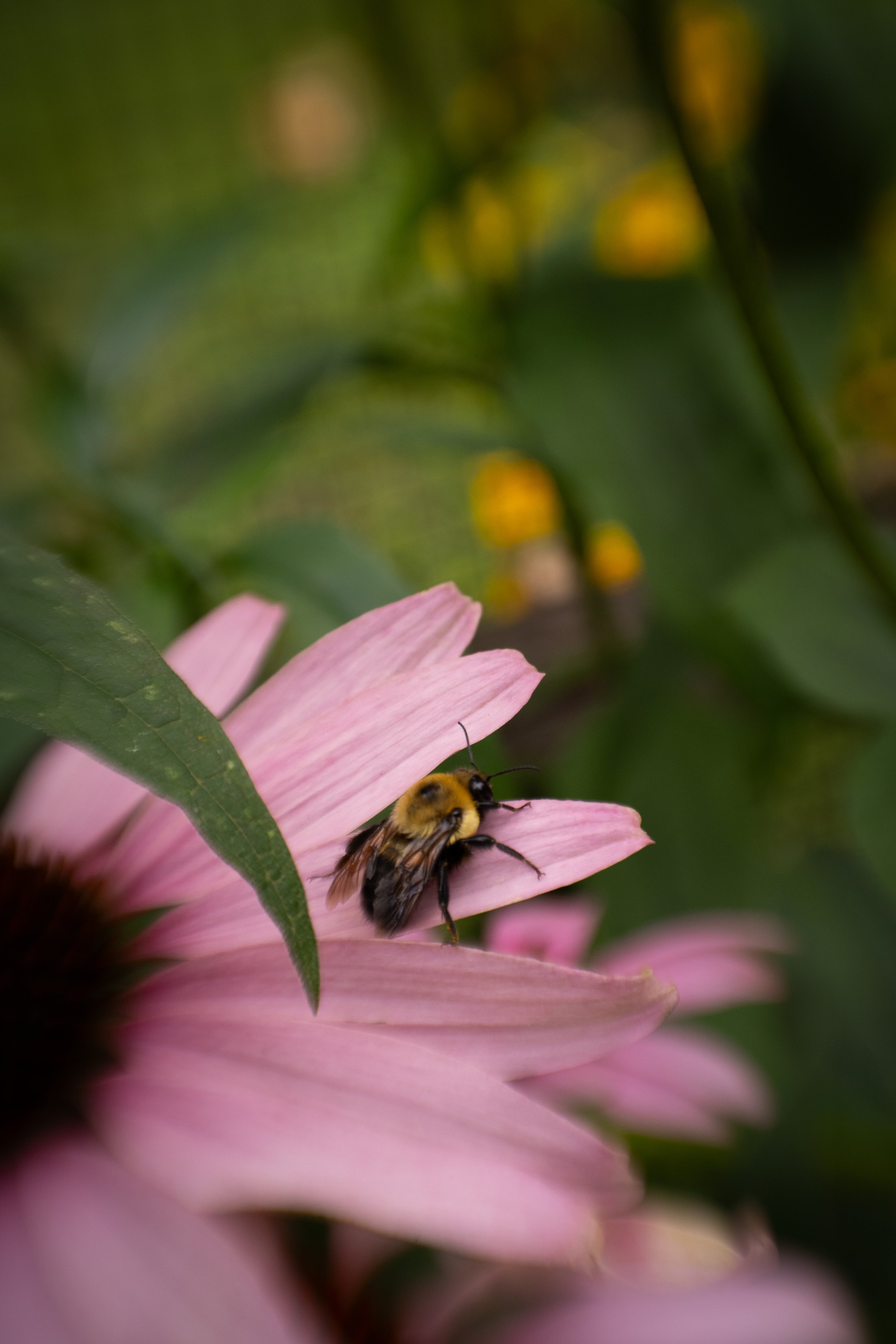 Website plants-3.jpg