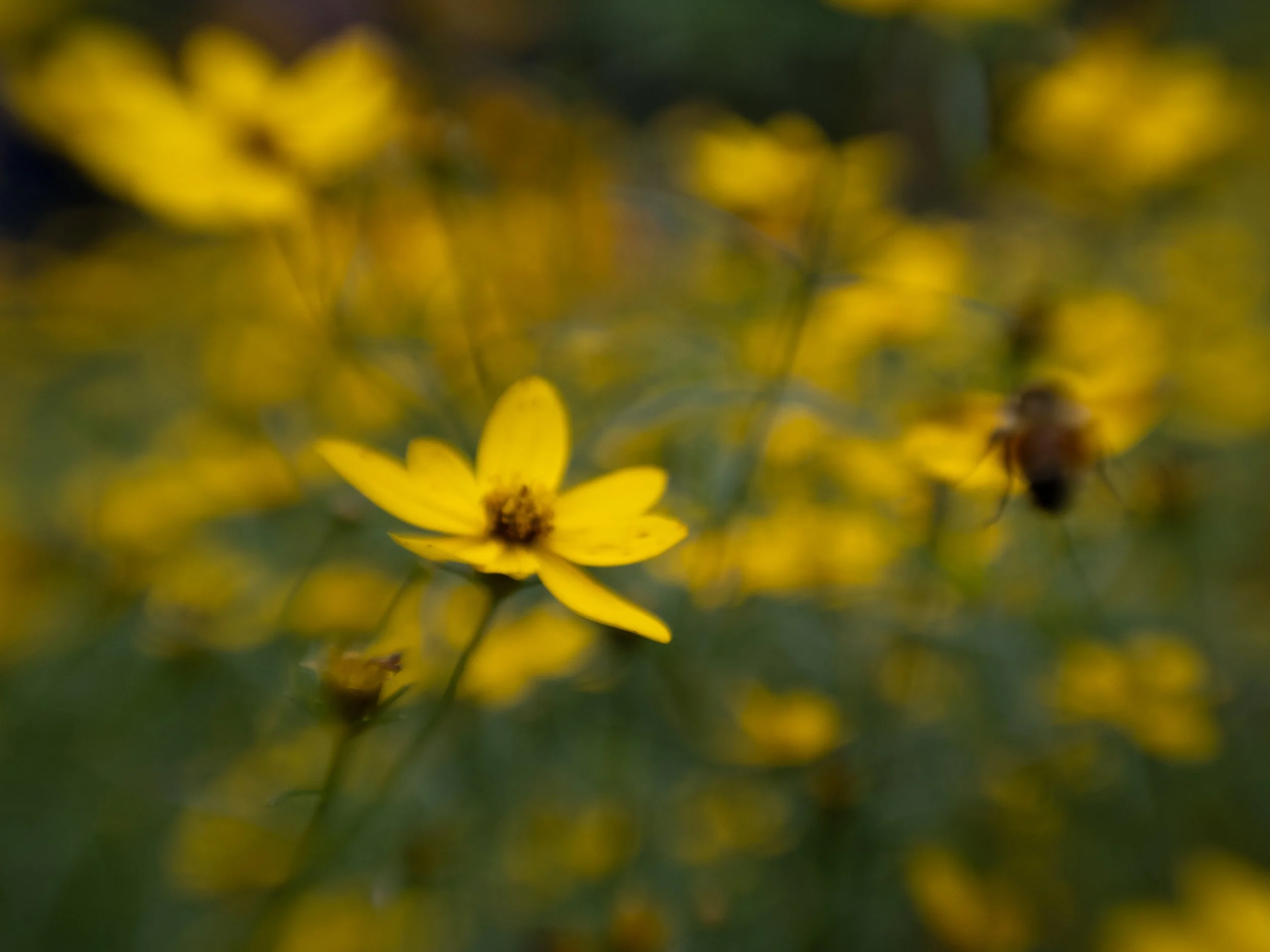 Website plants-5.jpg