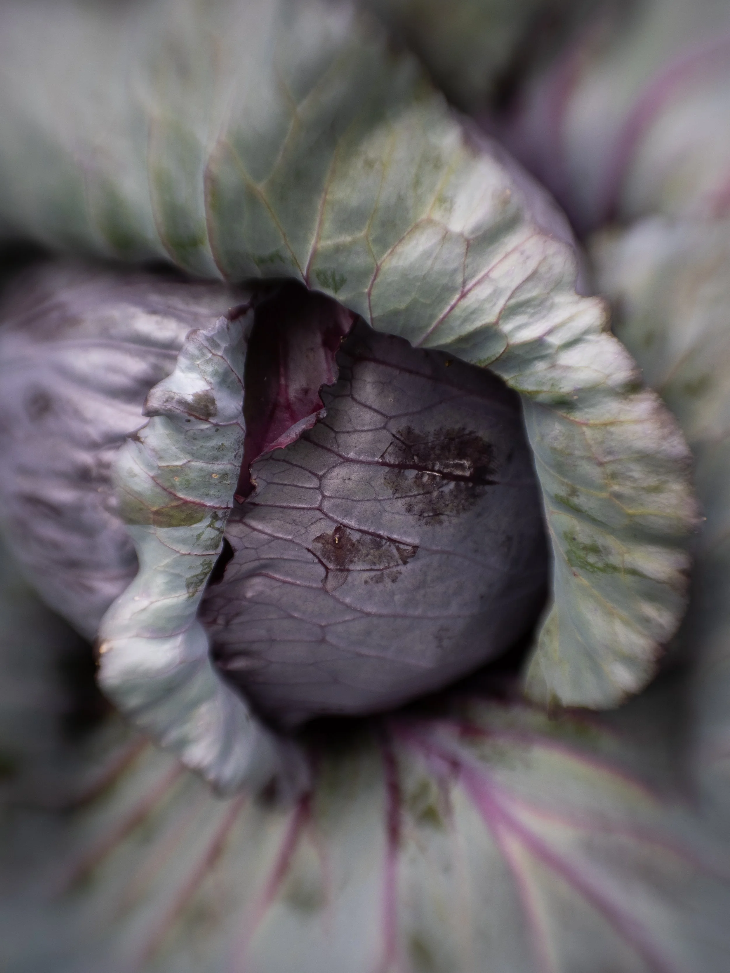 Website plants-2.jpg