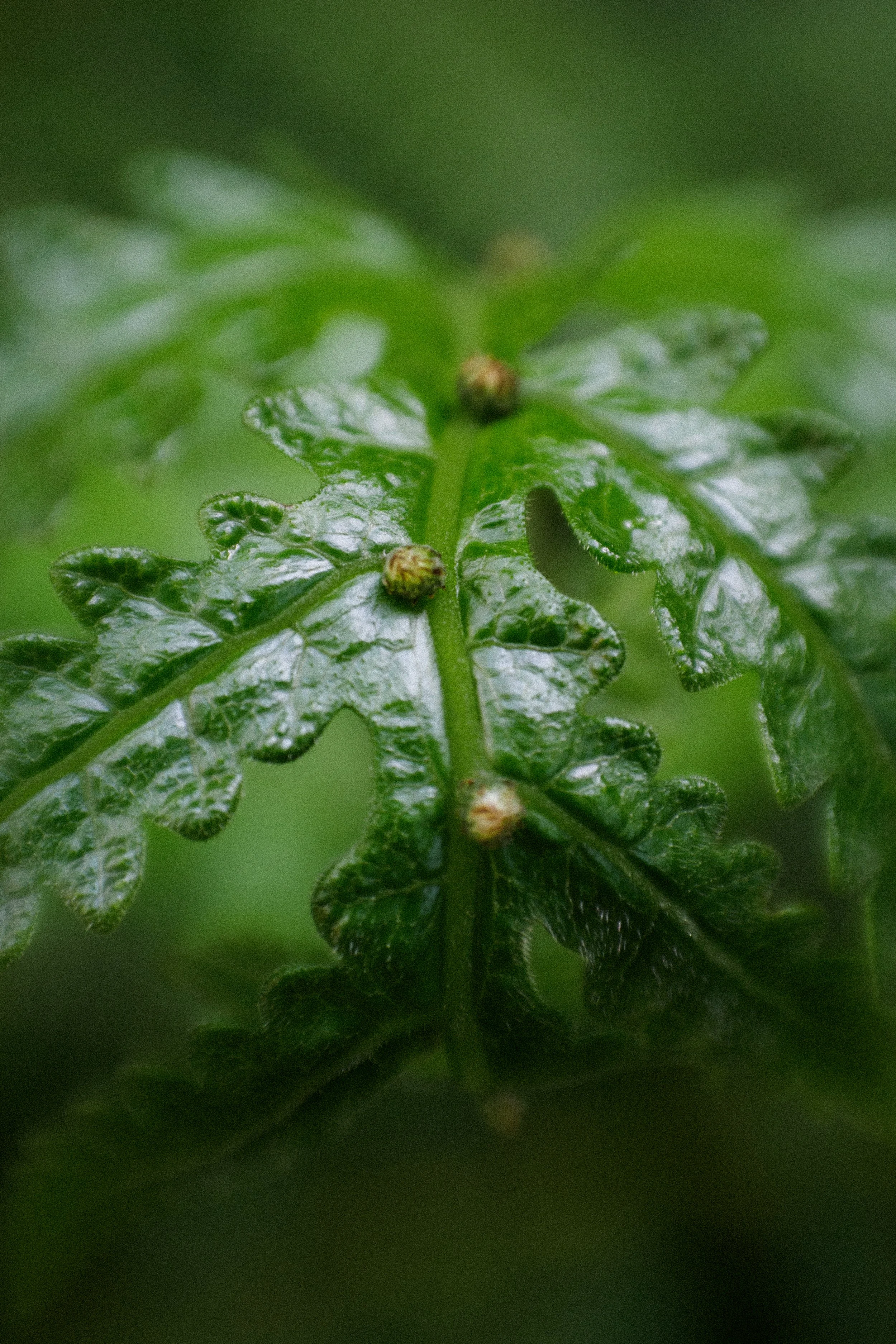 Como Bromeliads-2.jpg