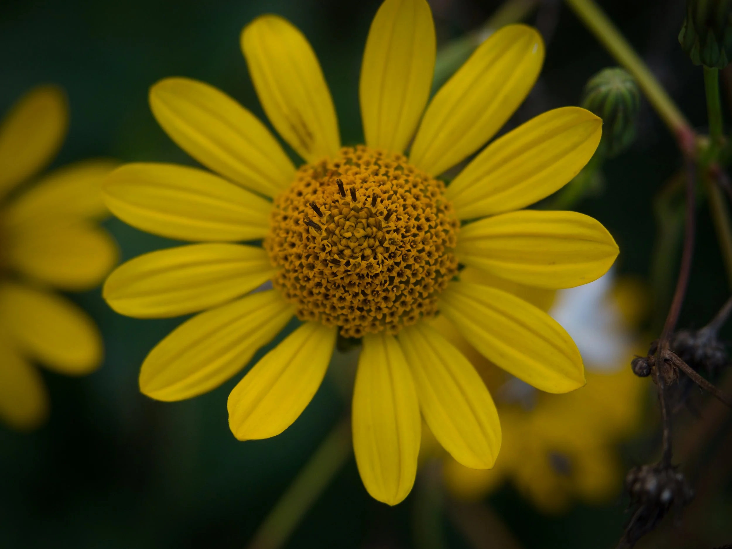 Website My Backyard flower.jpg