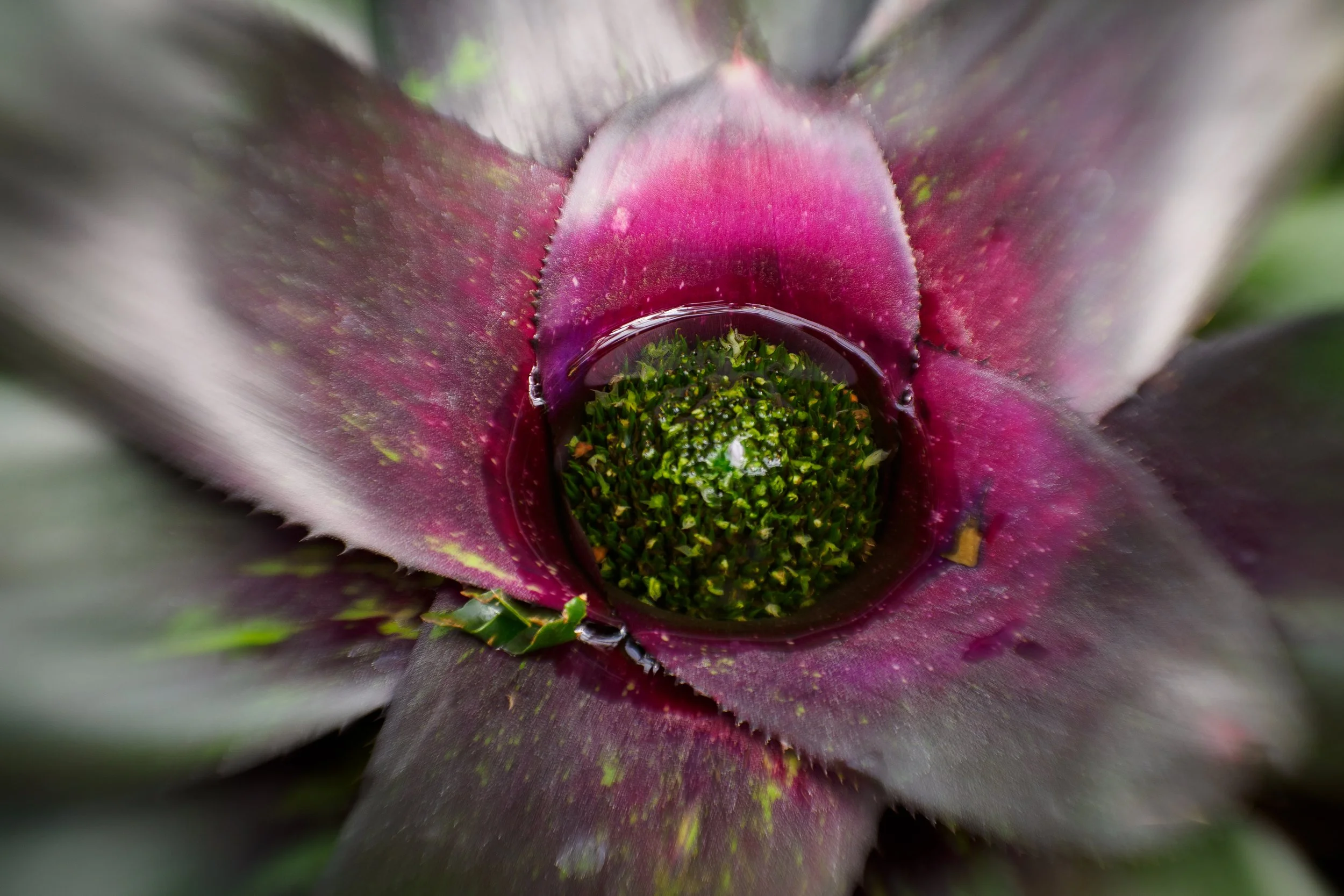 Como Bromeliads-8.jpg