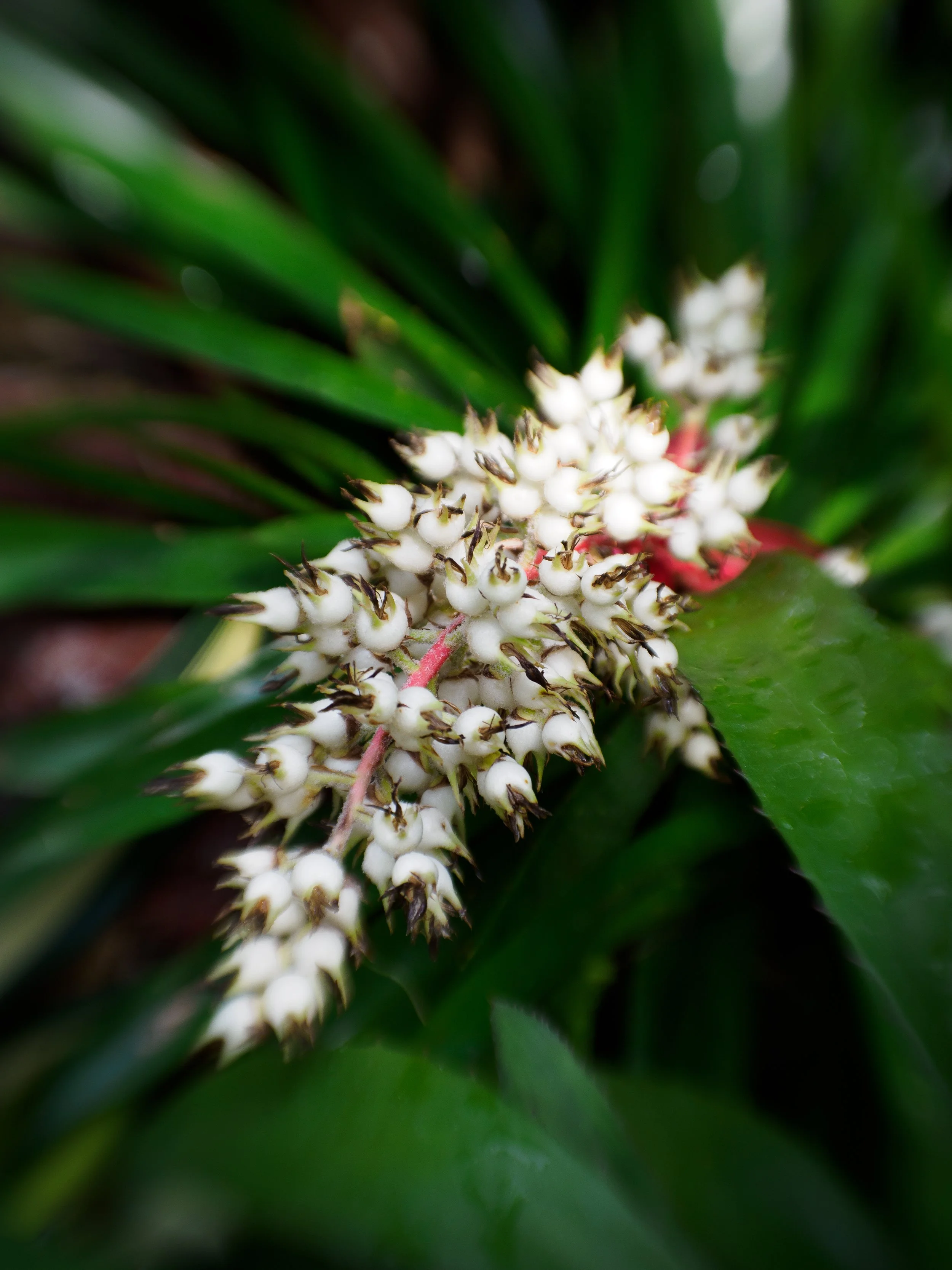 Como Bromeliads-7.jpg