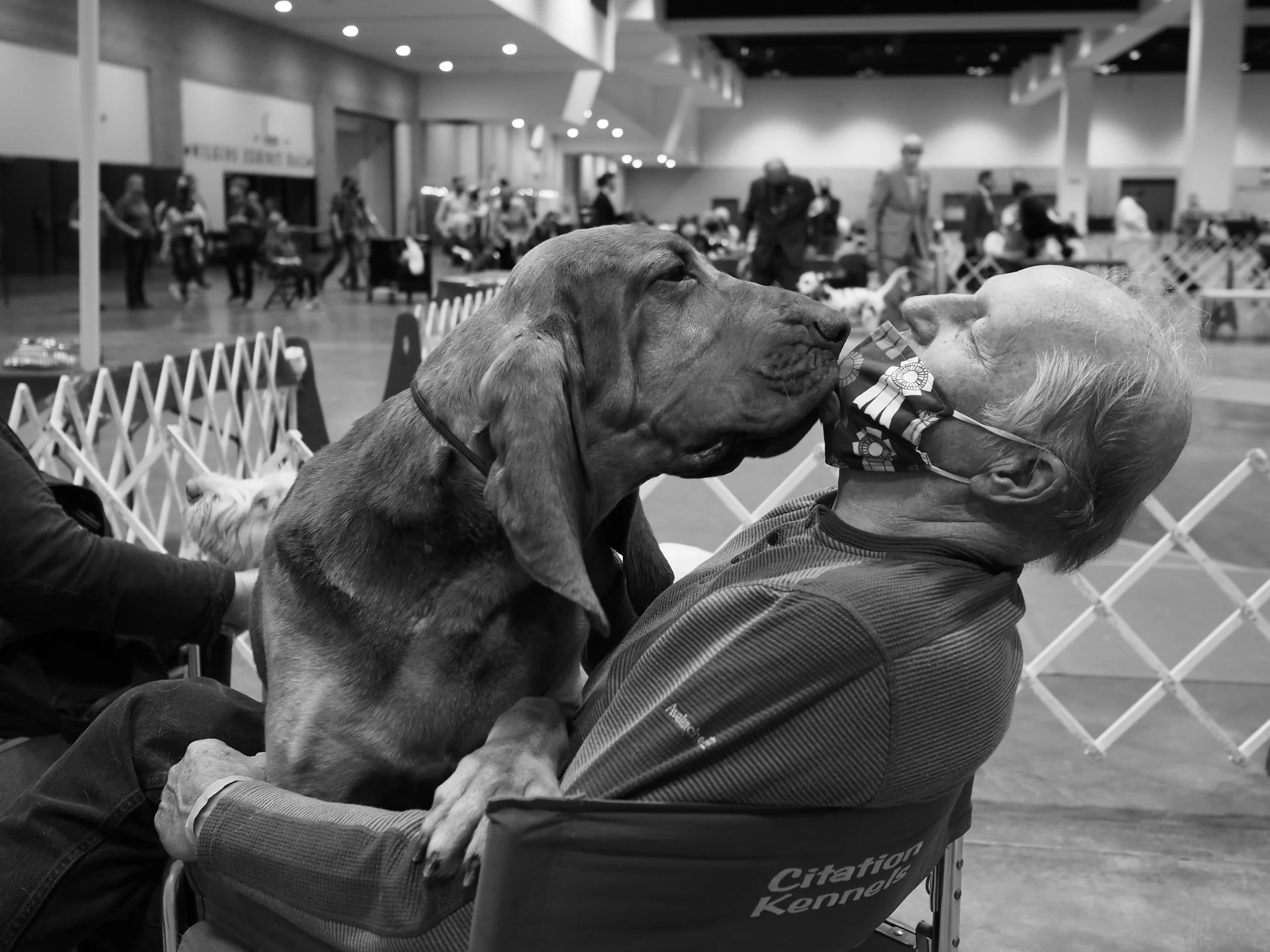 Website Dog Blood Hound.jpg