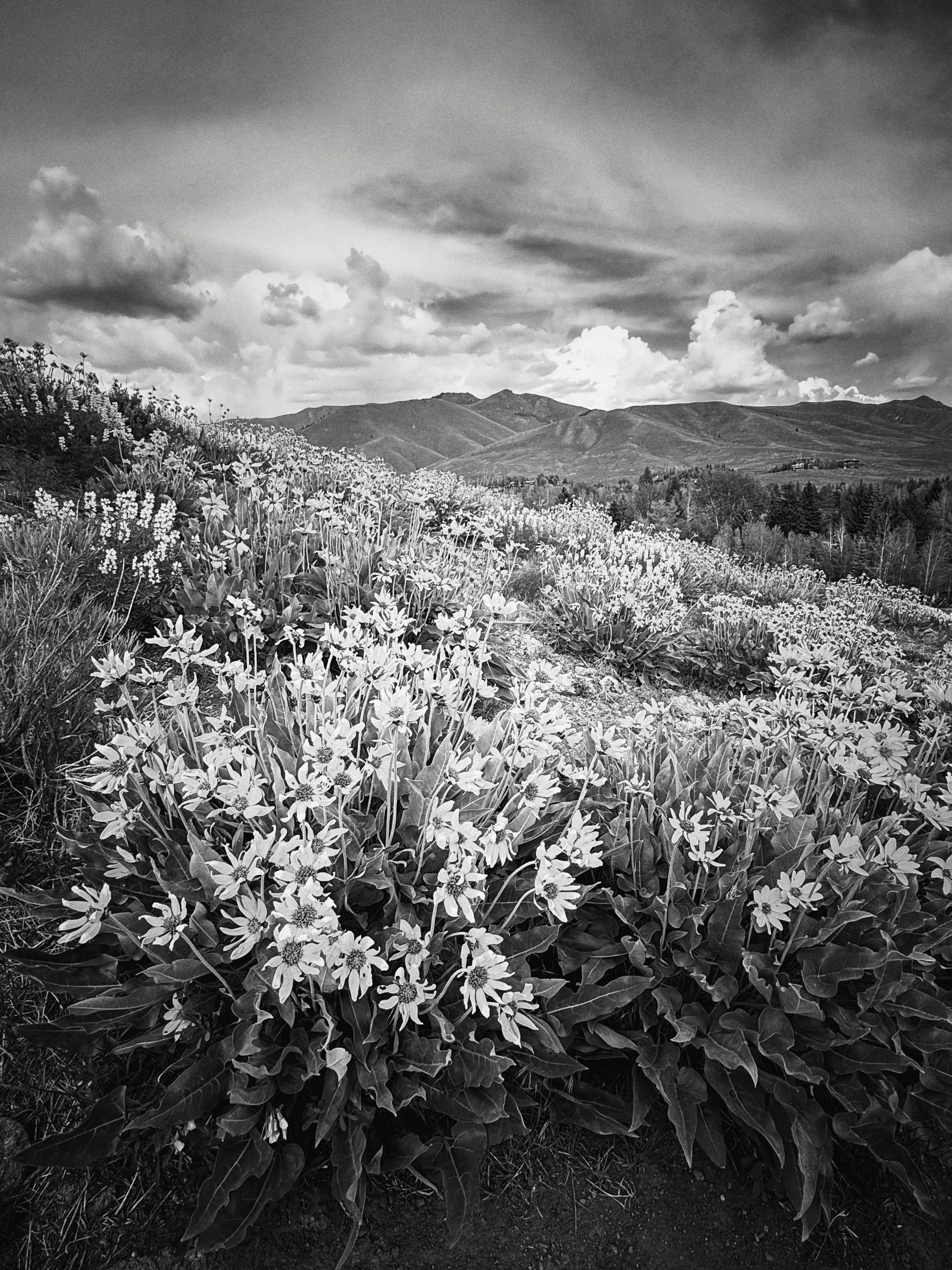 Website Landscape-2.jpg