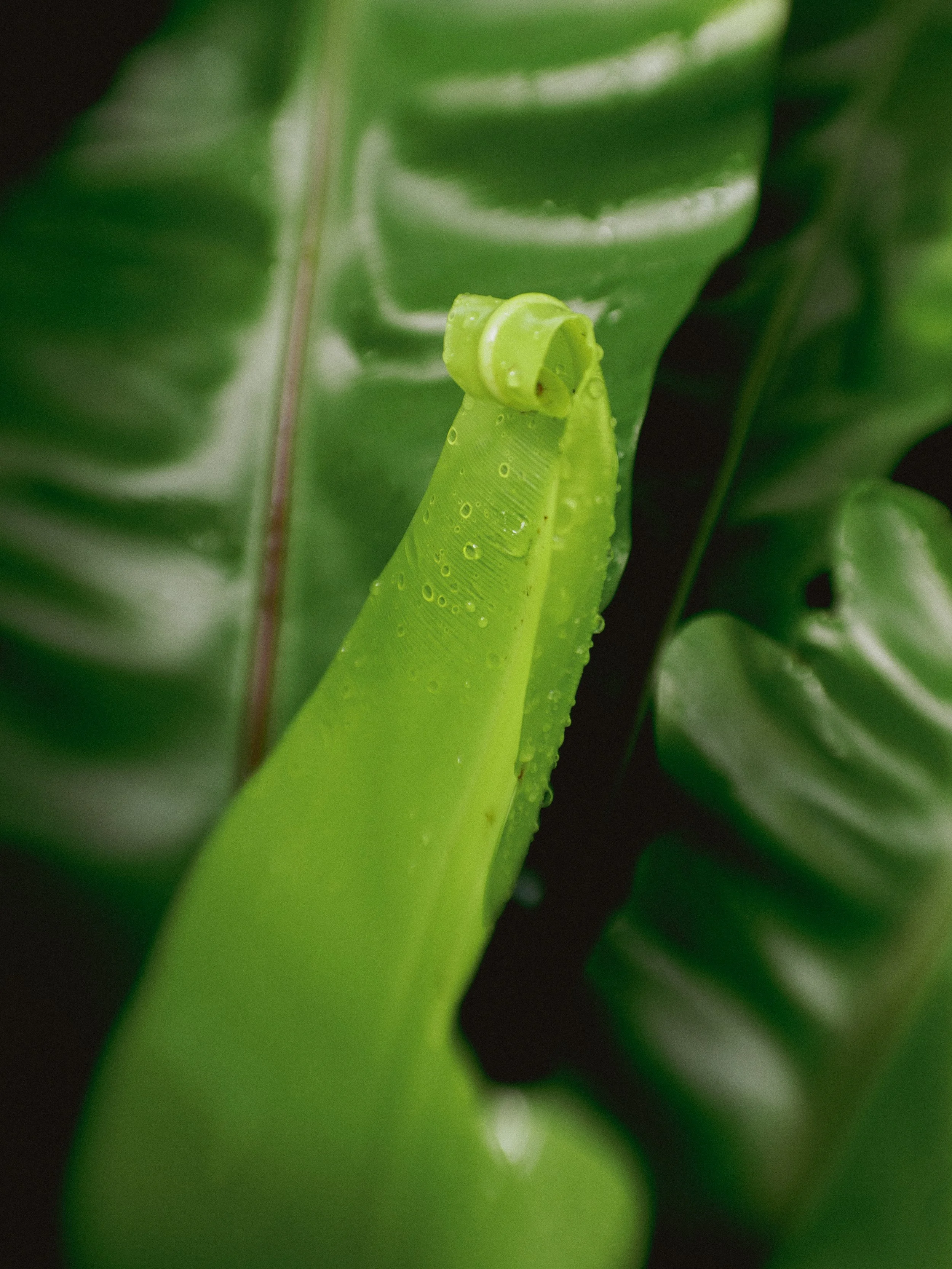 Como Bromeliads-3.jpg