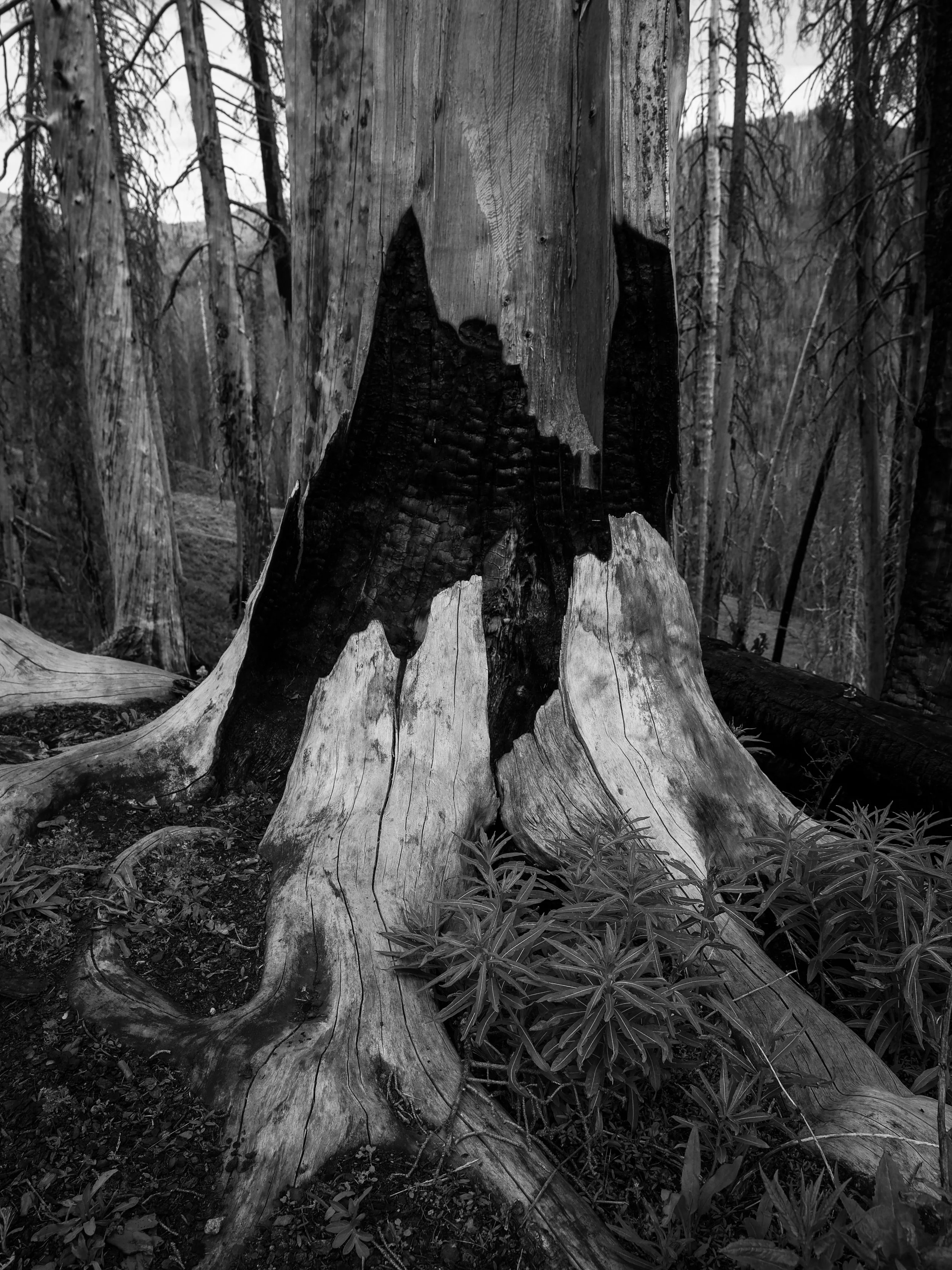 Website Landscape.jpg