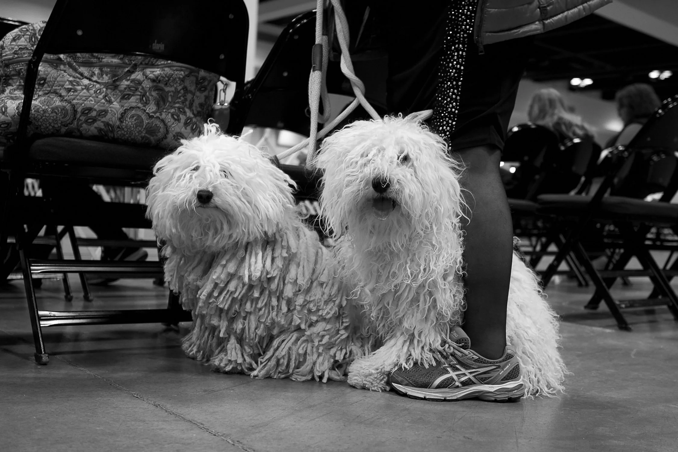 The Land of Lakes Kennel Club Dog Show, an annual event for me and my family since my kids were little.