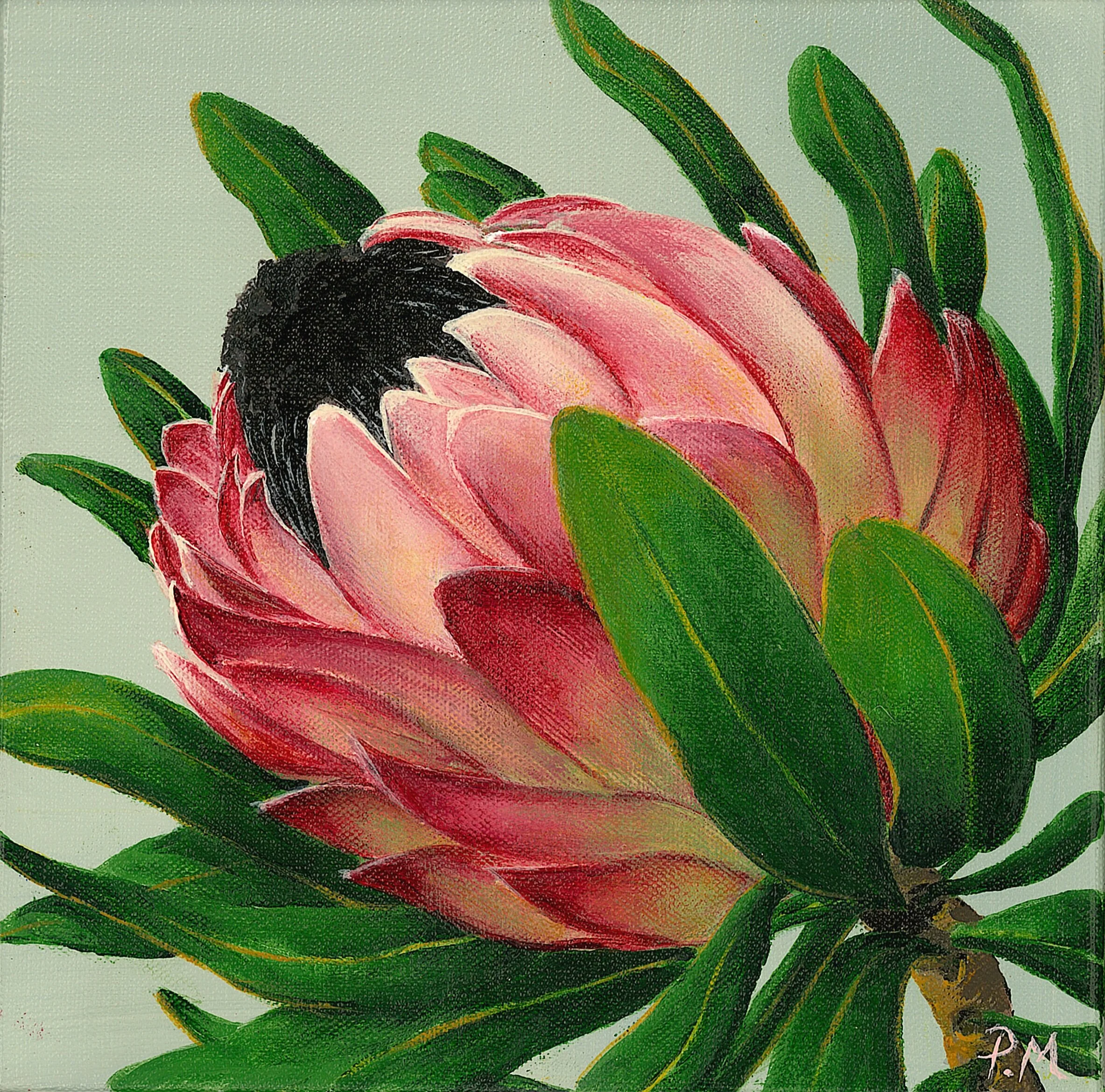 Patsy Protea - 20x20cm Acrylic on Canvas