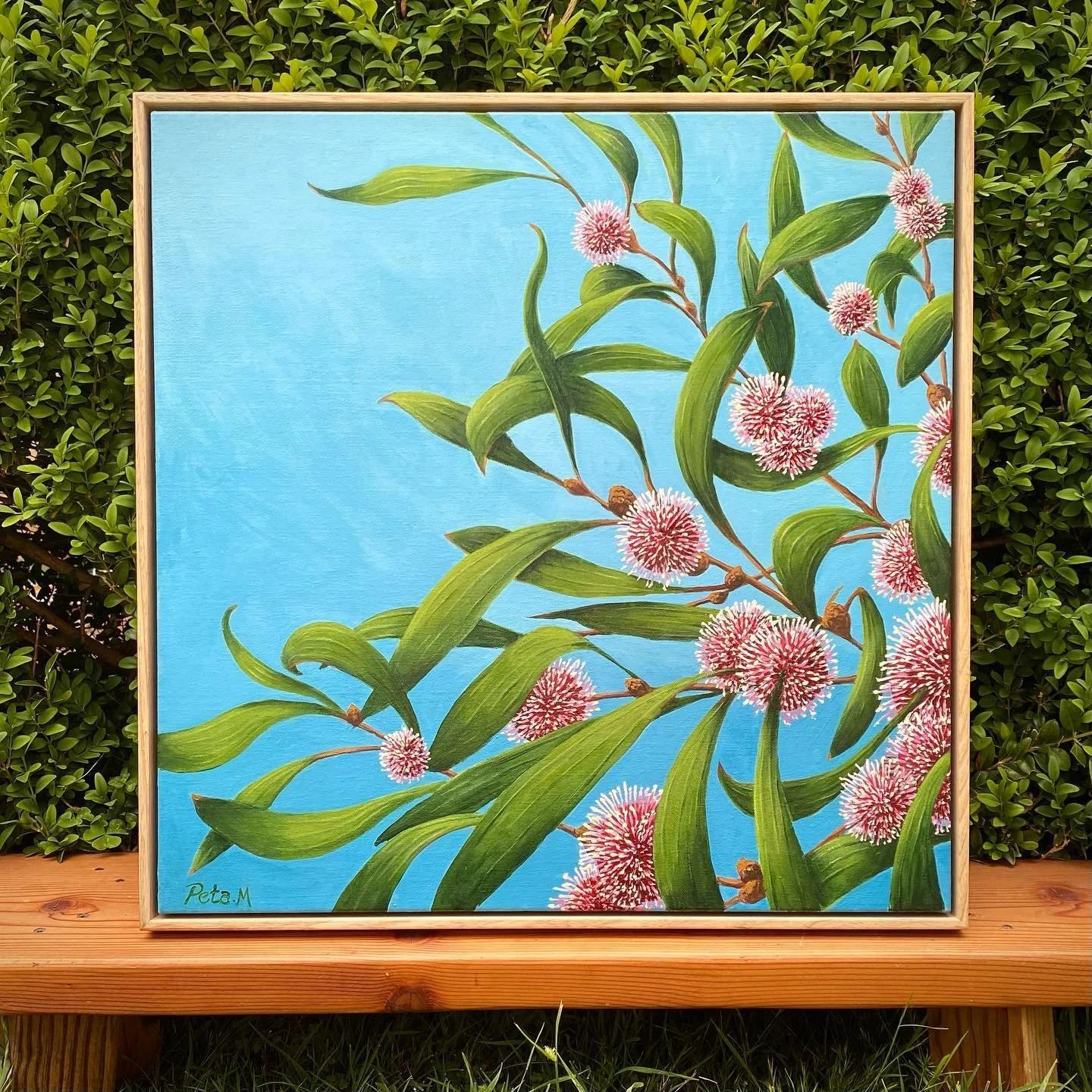 Introducing &lsquo;Laurina for Linnet&rsquo; featuring the stunning Australian native, Hakea Laurina (Pincushion Hakea). A long awaited commission for a very patient beautiful soul. 20x20&rdquo; (51x51cm) acrylic on canvas float framed in sustainable