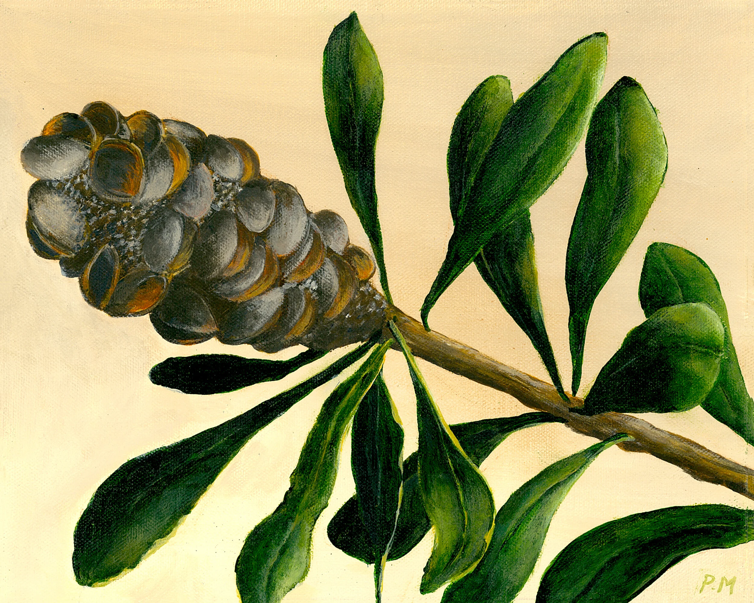 Beatrix Banksia - 20x25cm Acrylic on Canvas
