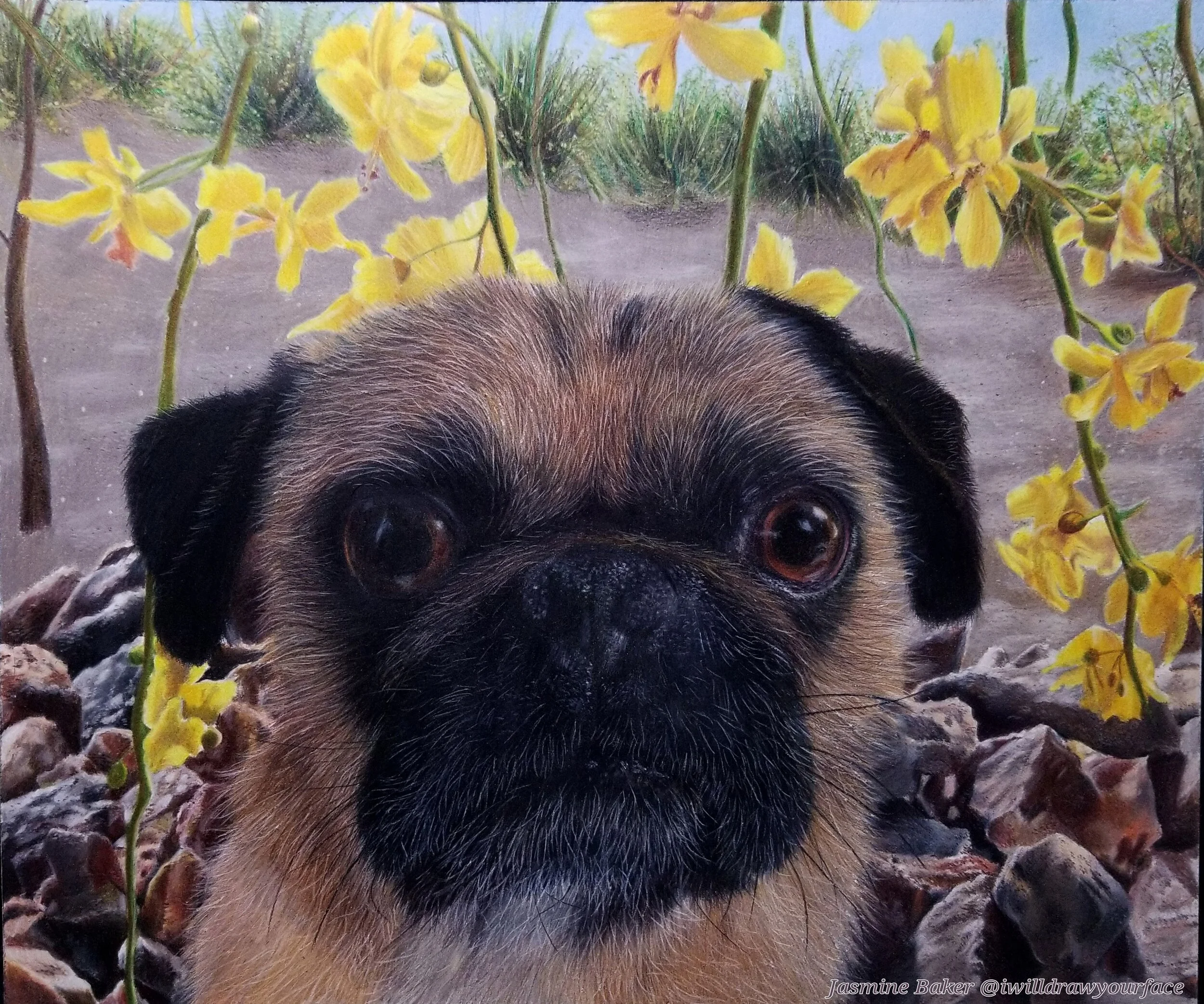 Portrait of a pug framed by yellow flowers and rocks, with a natural background.