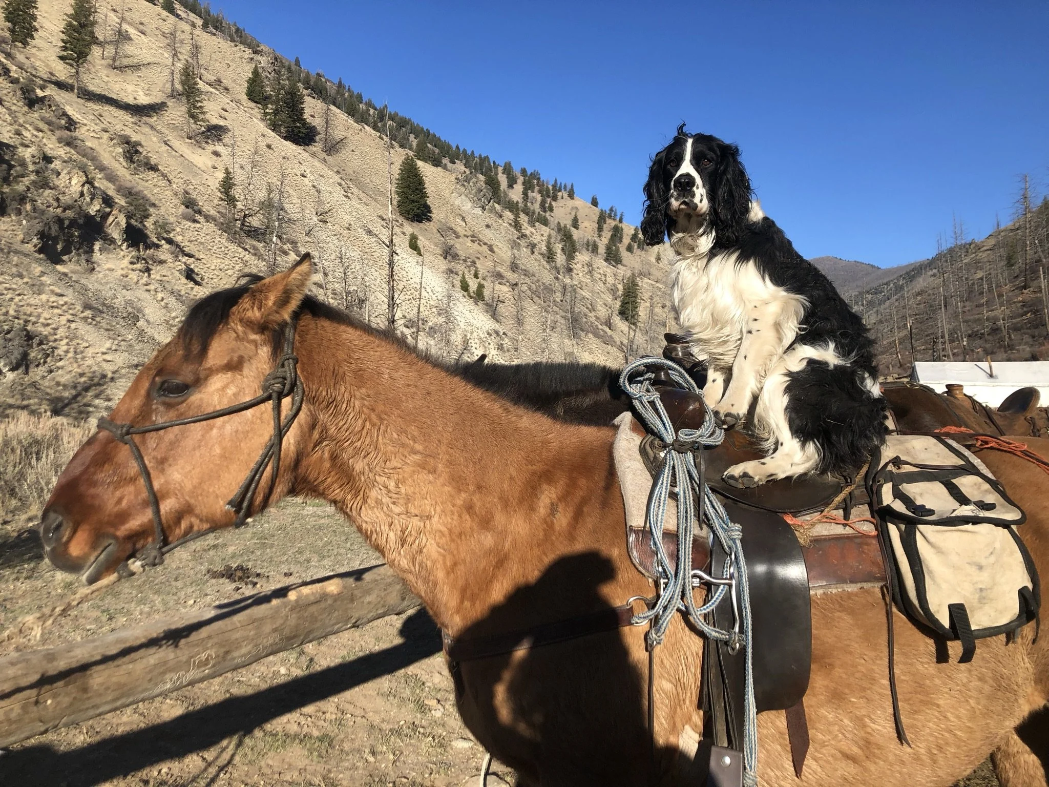A dog sitting on top of a horse in a packsaddle