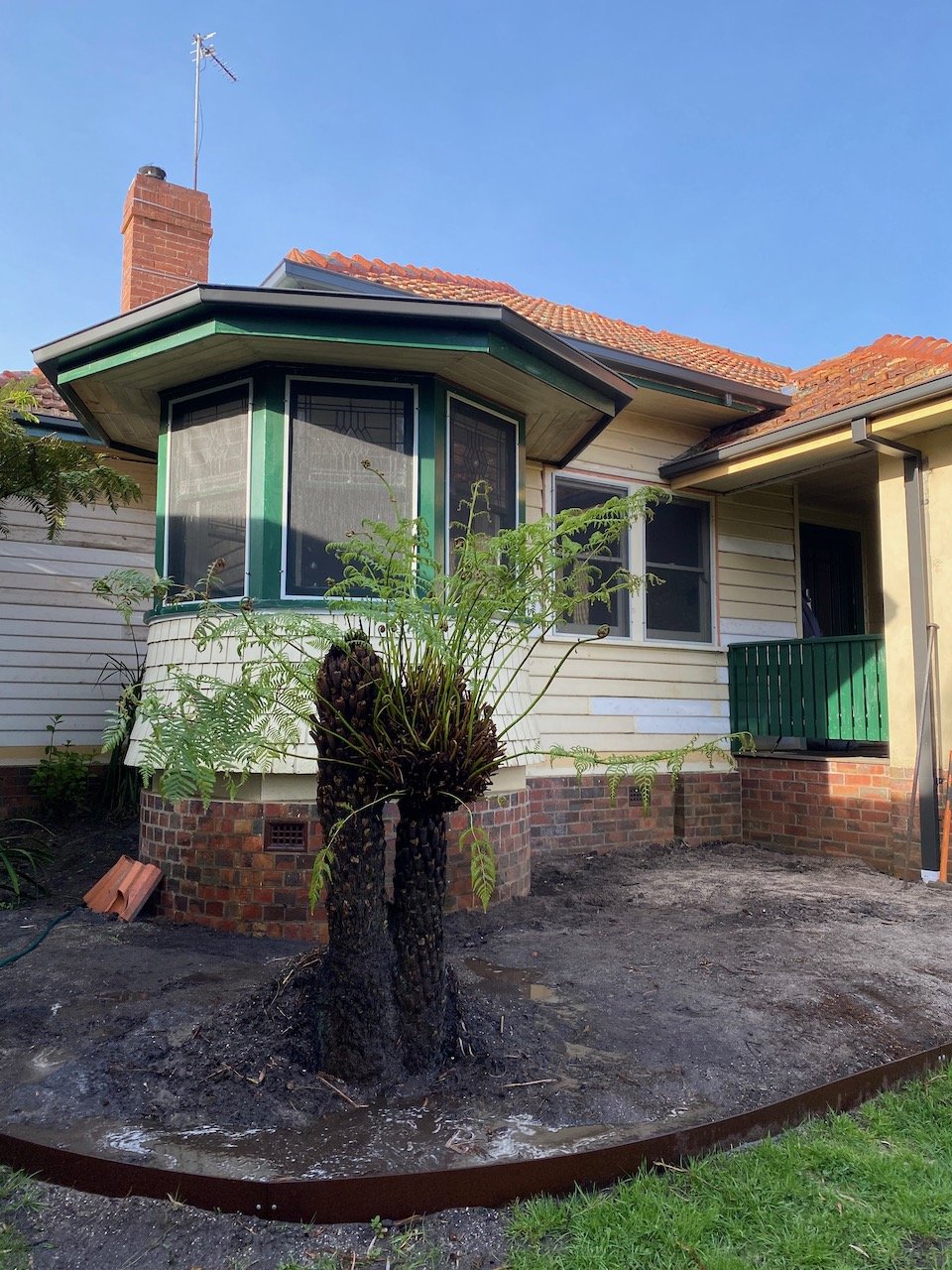 The tree fern (rescued from another part of the garden) moves into its new home.