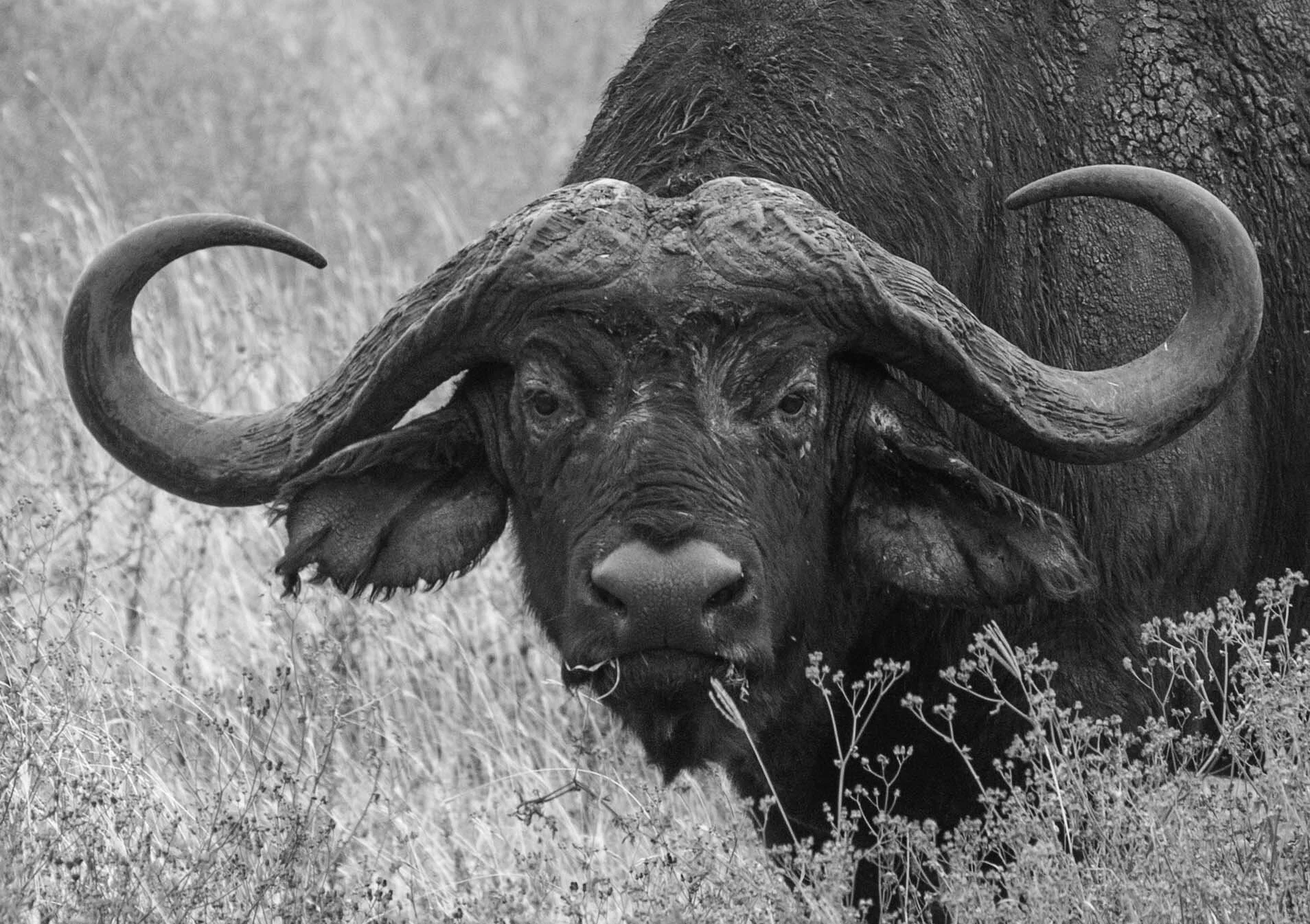 buffalo.jpg