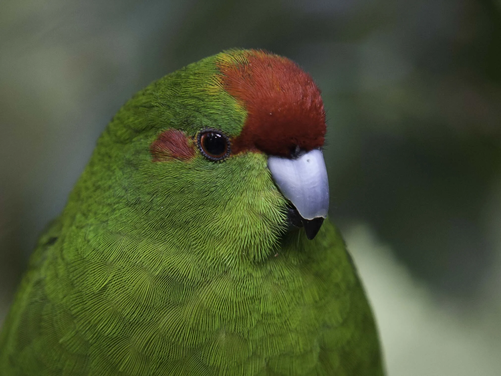 kakariki.jpg