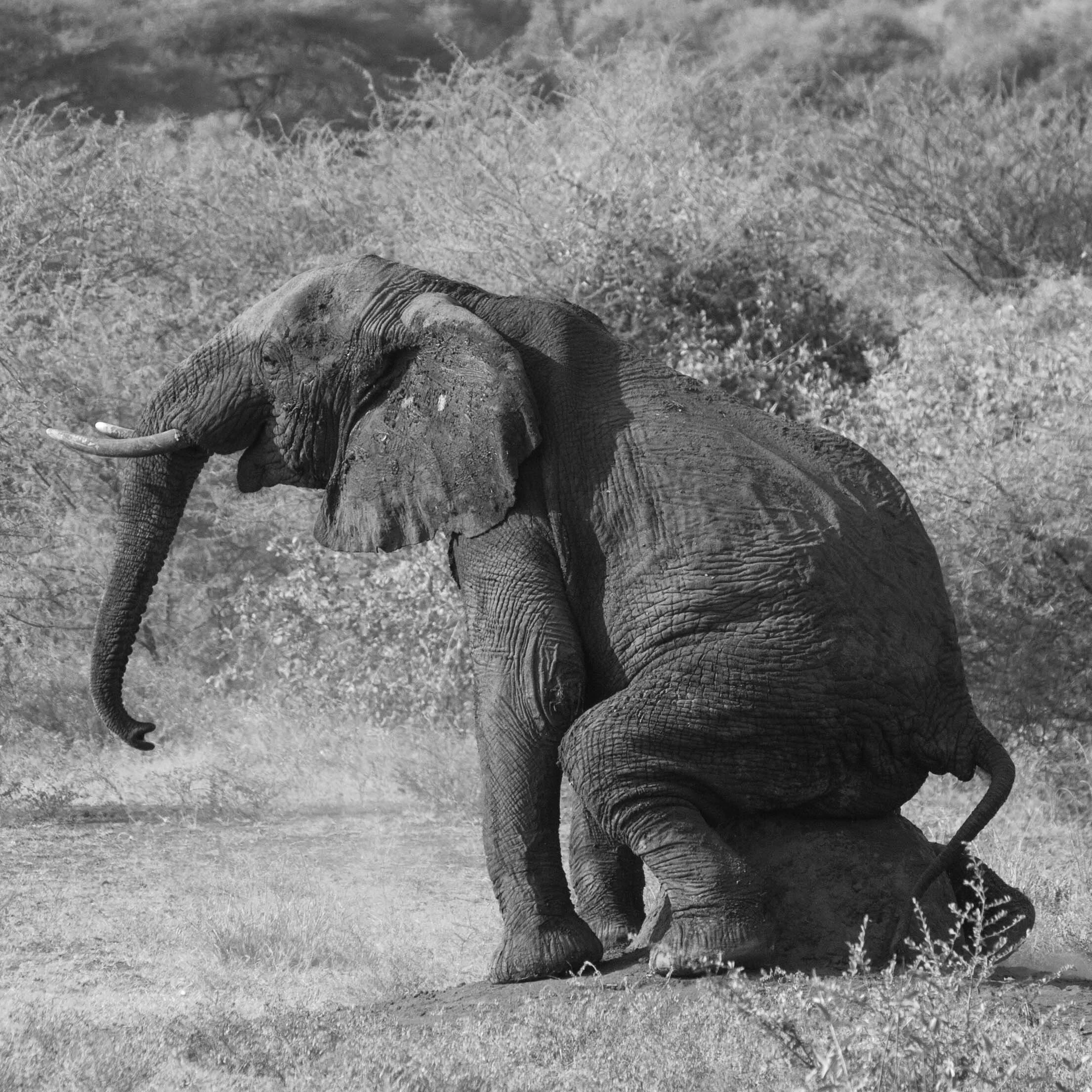 elephant.jpg