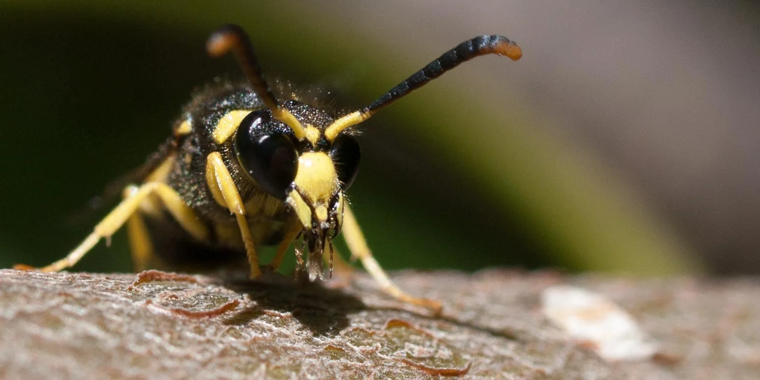 european tube wasp.jpg