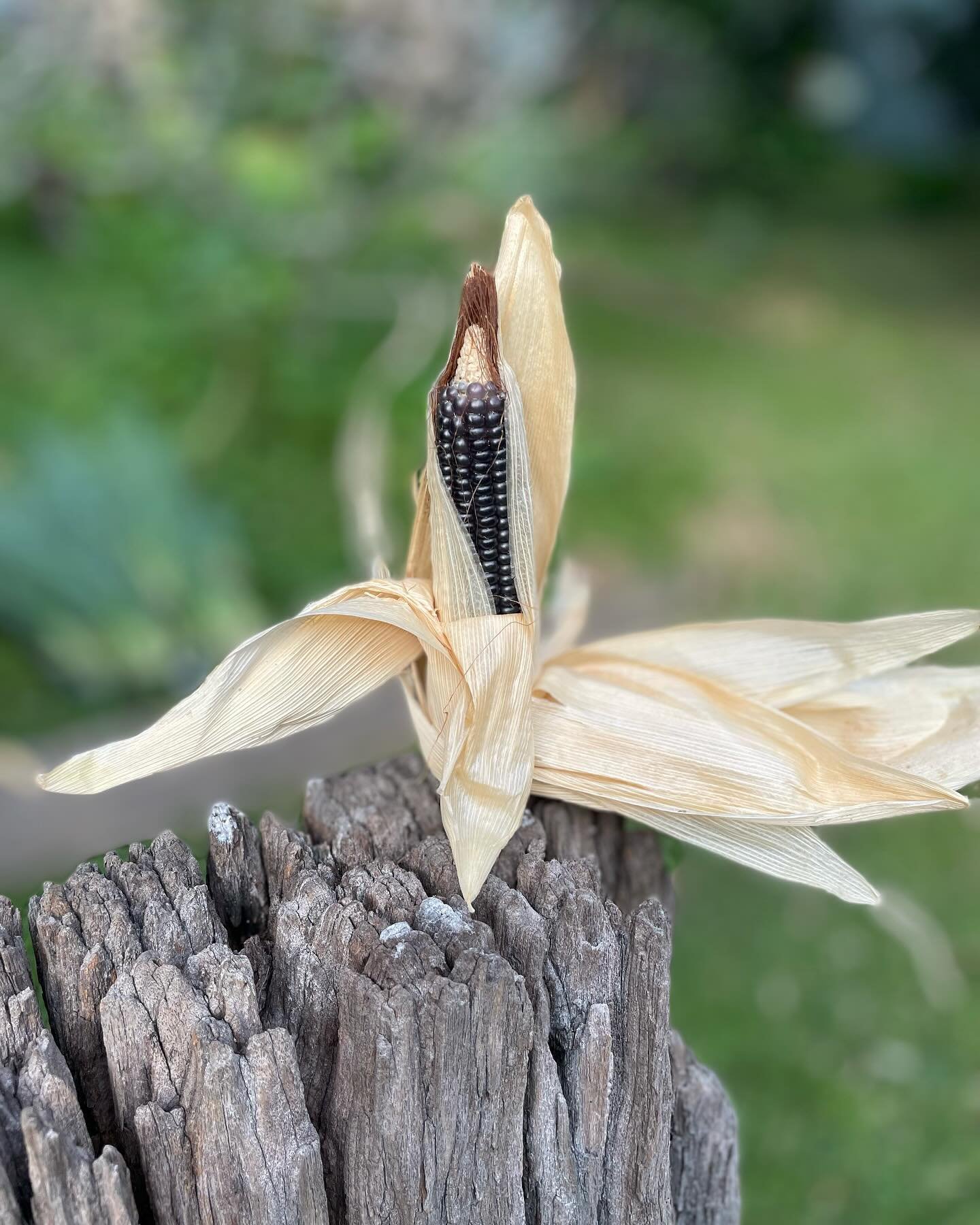 Little dancing queen.

First time growing blue heritage popping corn &amp; what a trip ! A solid 4-5 months, peak summer, fed well with a good drink to grow big.

Keep the cockatoos off it, wait for corn to die back, harvest cobs, dry them, peel husk