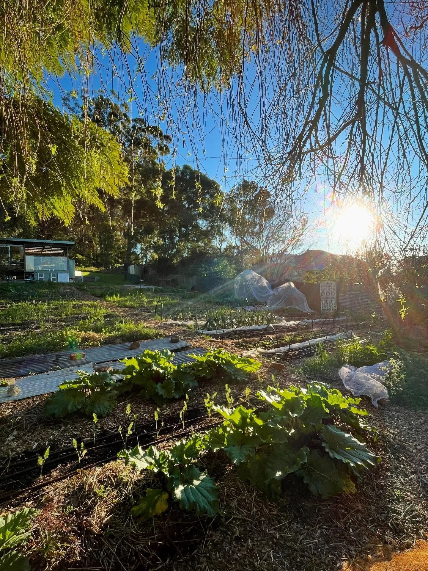 This one is for emerging growers, land shy growers and growers wanting more time in a garden&hellip;.

We&rsquo;re on the lookout for an intern! 2 hours a week (mostly Monday mornings), assisting with all the functions of our small scale urban market