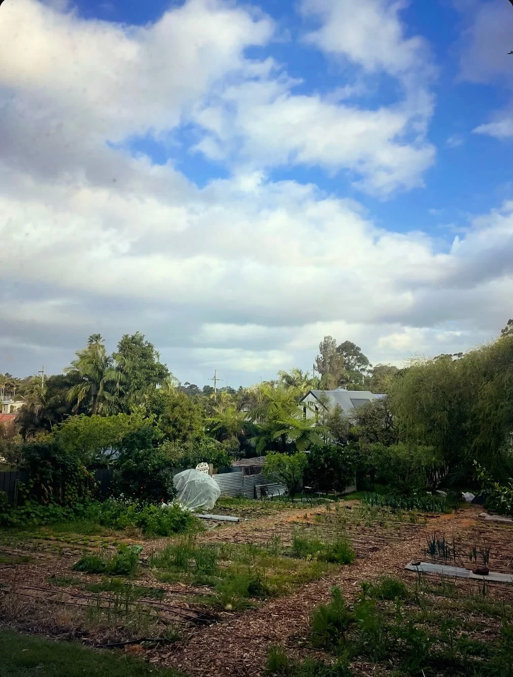 Sometimes I wonder why we do what we do - a teeny urban market garden tucked away in a backyard with limited capacity for output.

With everything moving so fast, there&rsquo;s constant white noise and so much of everything vying for attention, it se