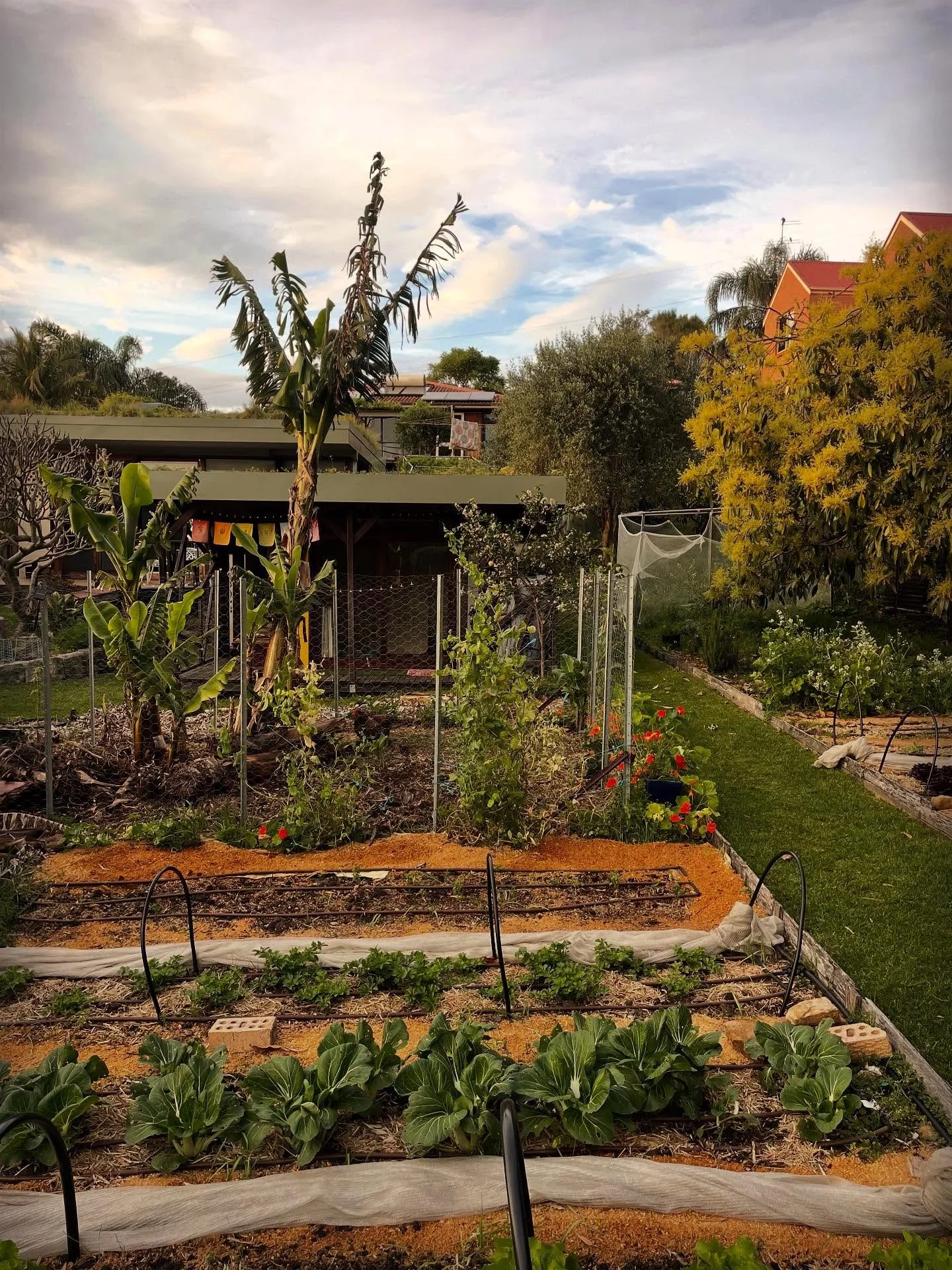 Planning your own wonderland.

It&rsquo;s fair to say, we didn&rsquo;t plan exactly where we&rsquo;ve got to with food production, but we had a strong idea from the outset.

Fruit trees can take up to 5 years to get their groove on and need full sun.