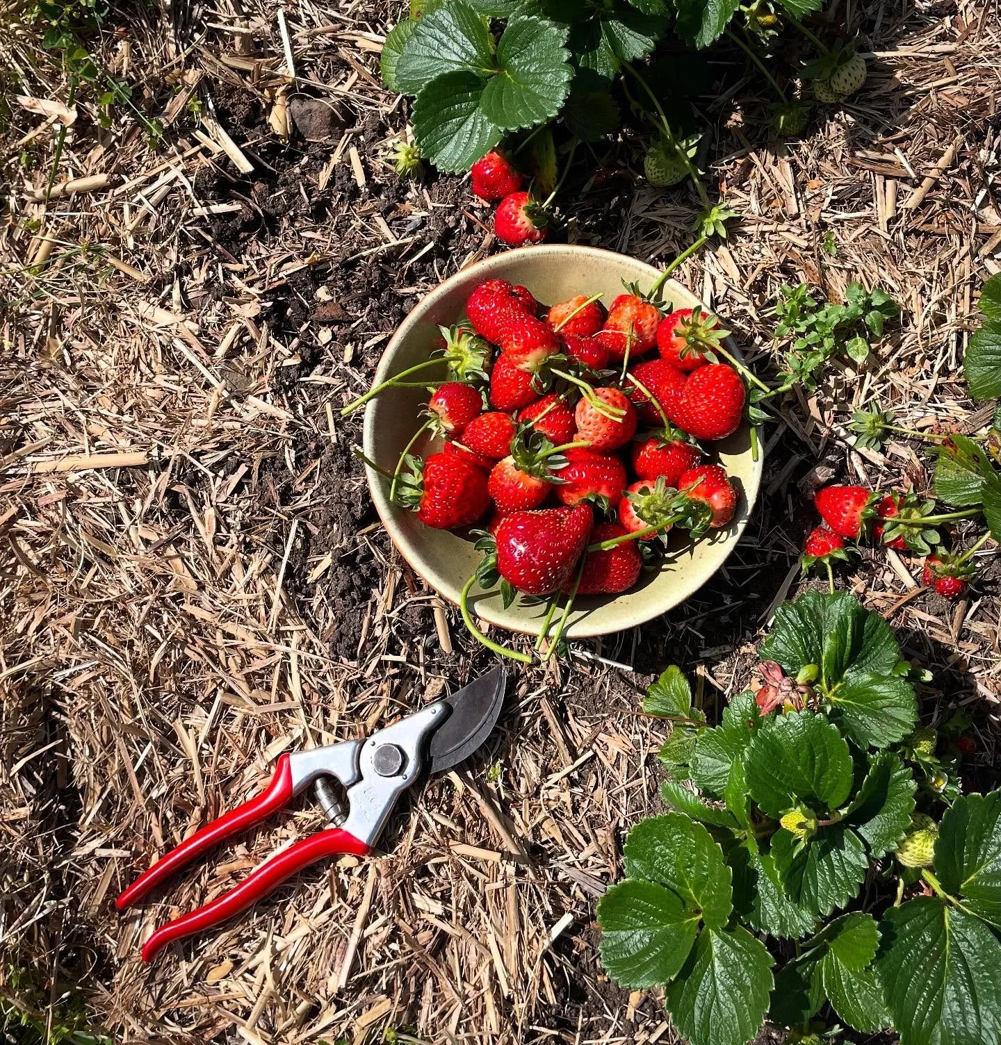 I&rsquo;ve always been more of an enthusiast with a healthy amount of curiosity rather than a diligent student.

Had no real idea how to grow anything 10 years ago.
I have distant (slightly embarrassing) memories of &lsquo;meaning to&rsquo; transplan