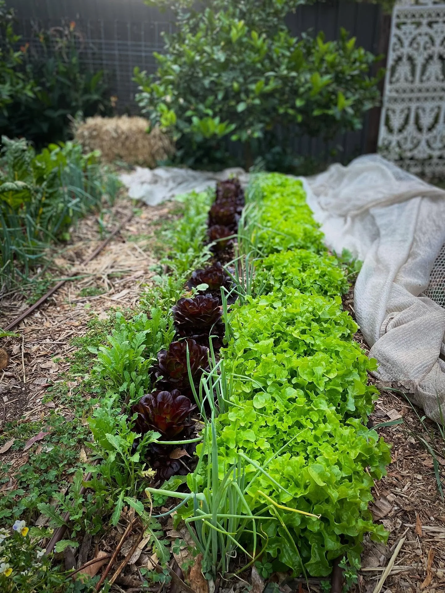 Pretty much all of us like to eat.

So that&rsquo;s where we started 10 years ago. By putting literal food on the table. Something simple. Something seasonal. Sometimes you won&rsquo;t even find it in the supermarket.

We&rsquo;ll be harvesting here 