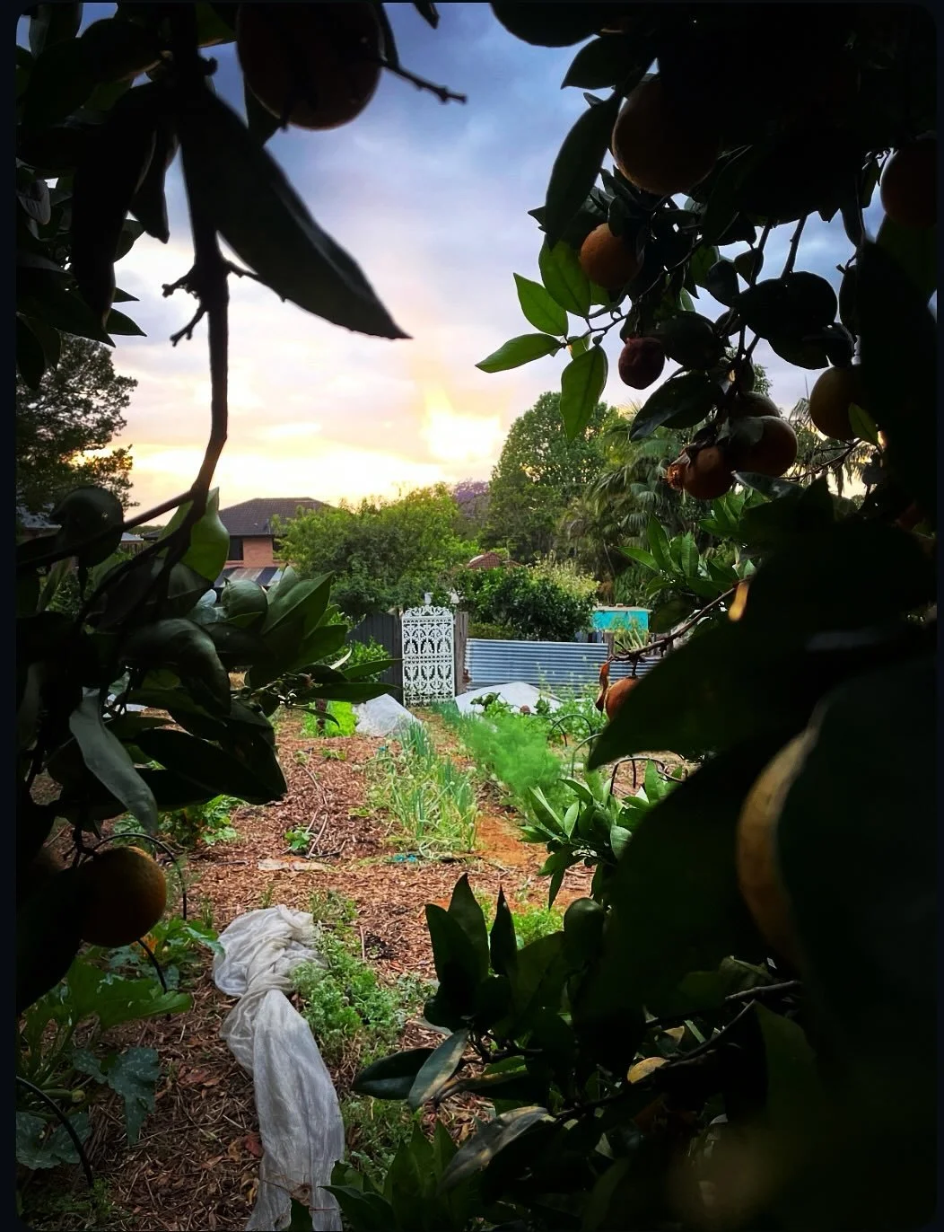 Gardens are non stop adventures.
(At least this week)

My preference is to start slow with a meander through the marketgarden nice &amp; early when the potential of the day is riding high.

Make the most of opportunities as they present. Thank you so