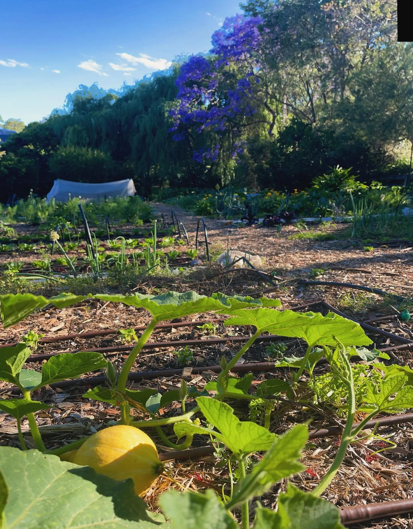 When you&rsquo;d love a garden that goes for days and eats up the entire backyard, but have next to zero energy for it and only a sliver of space.

Book yourself into to our hidden garden getaway only 15 minutes from Wollongong for an inspirational s