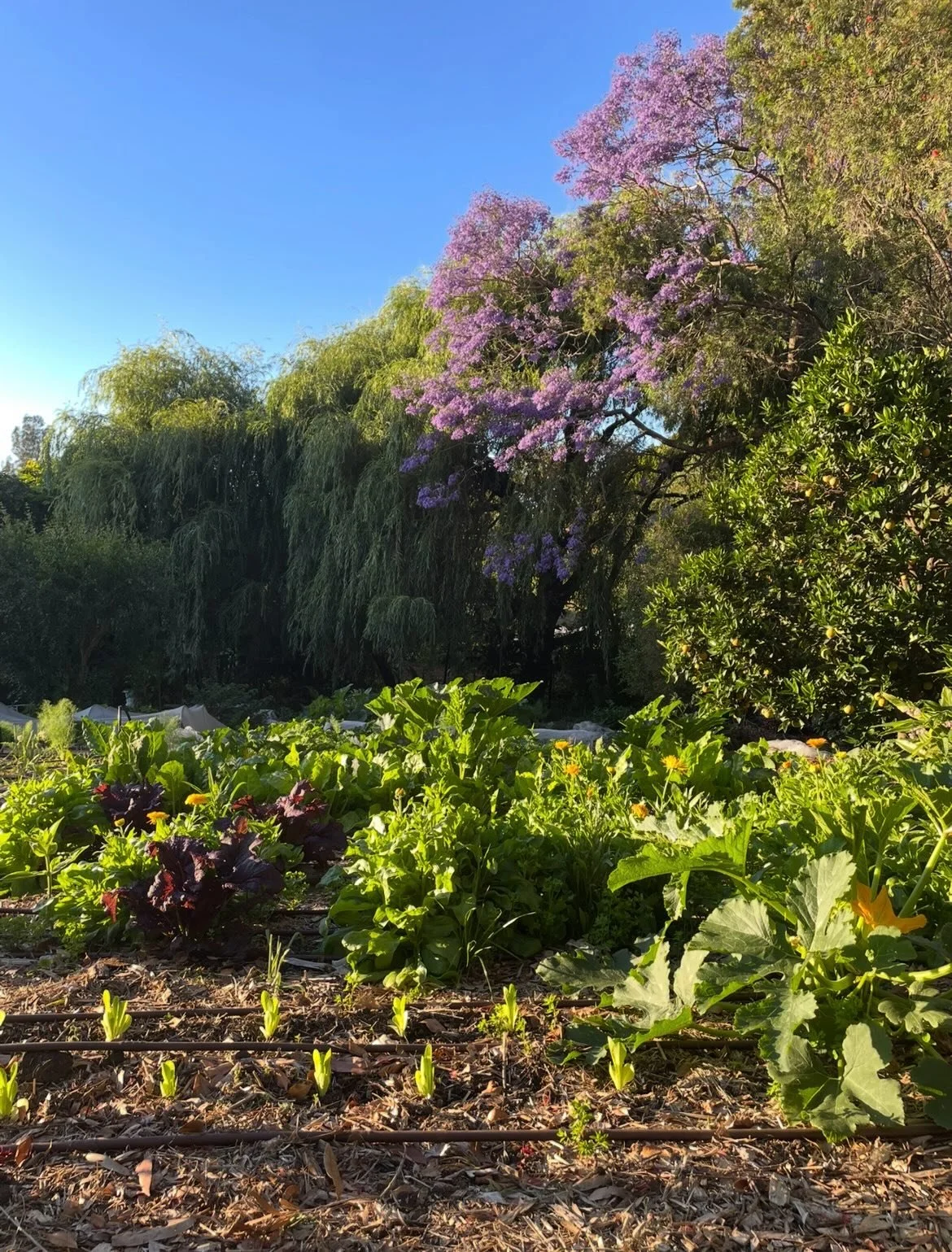 Always wondered if the happy snaps live up to the location? Got a bazillion gardening questions &amp; not sure where to start? Bring them all with you &amp; we can discuss soils, light, how to actually start a garden over cups of tea &amp; cake.

And