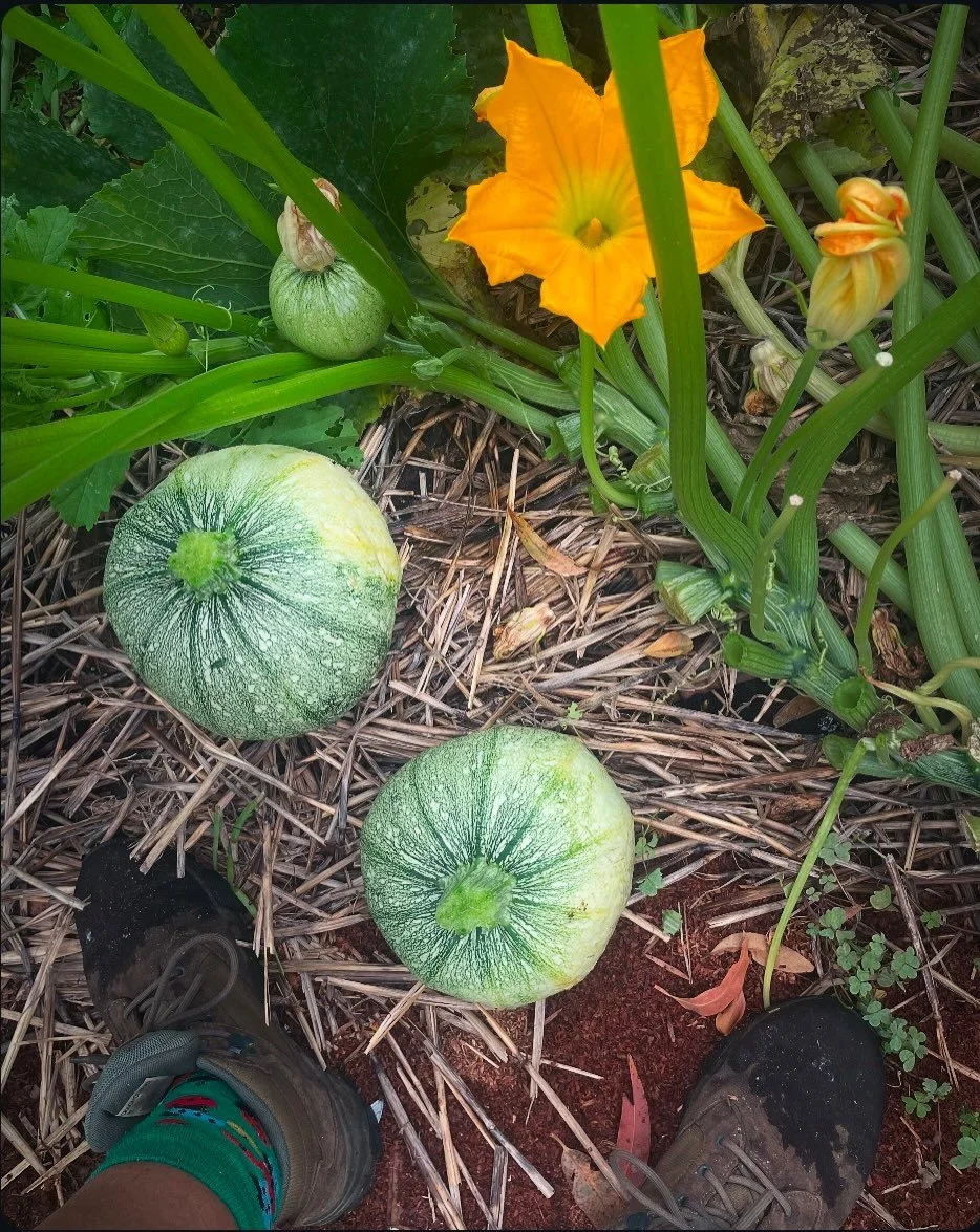 Thanks 2025 - it&rsquo;s been a fab journey.
Exploring and celebrating all things growing, creativity, wonder, the 25th wedding anniversary to my soul mate, heart warming community crops swaps, hosting groups through Popes Produce HQ. (Was a treat to