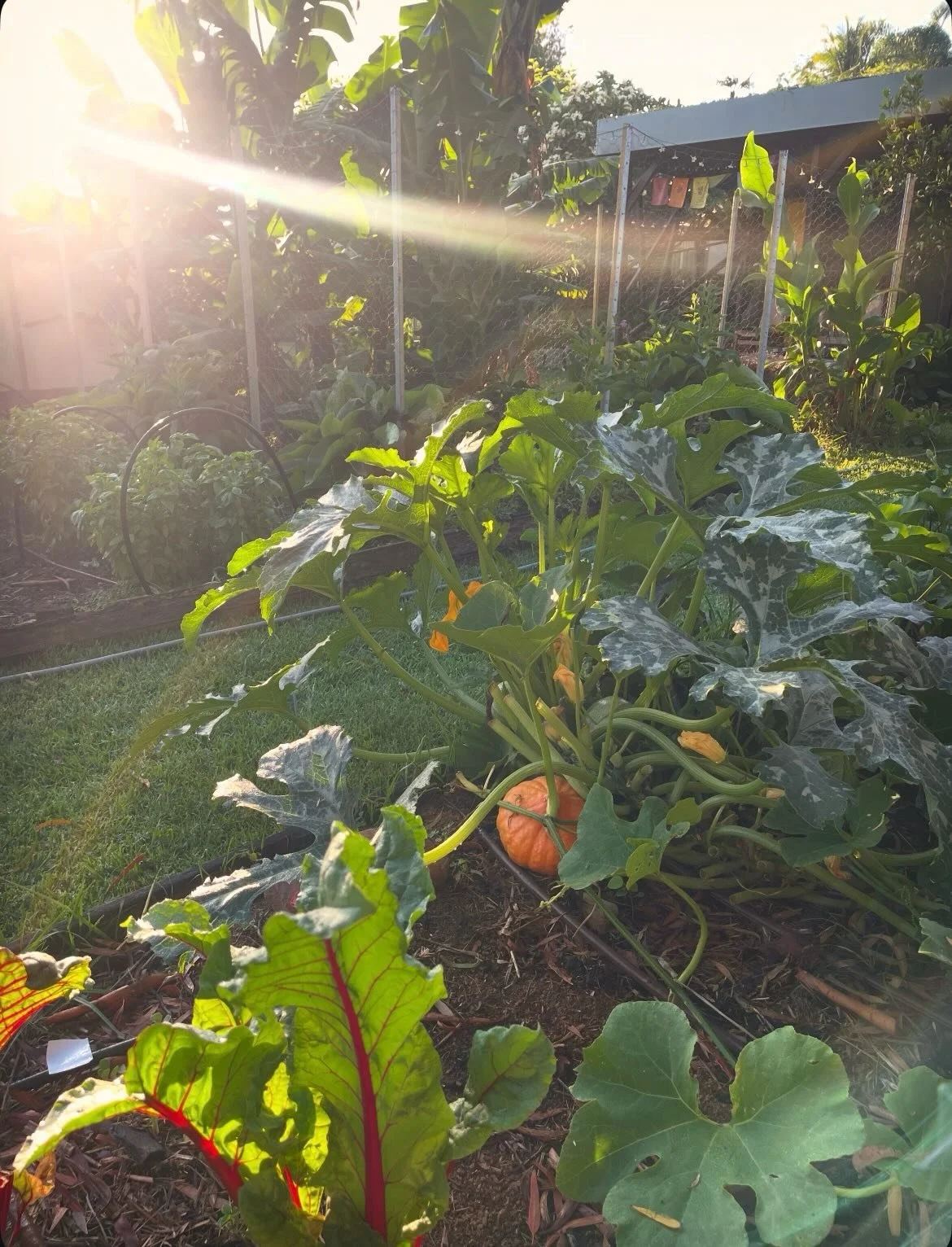 Maybe Dorothy said it best -

&lsquo;There&rsquo;s no place like home&rsquo;
Breathe deeply, go treasure hunting. Make the dish rack do double duty.

Lilli Pillis for jamming, beans, basil, bok choy, capsicum, cucumber and zucchini are some of the ta