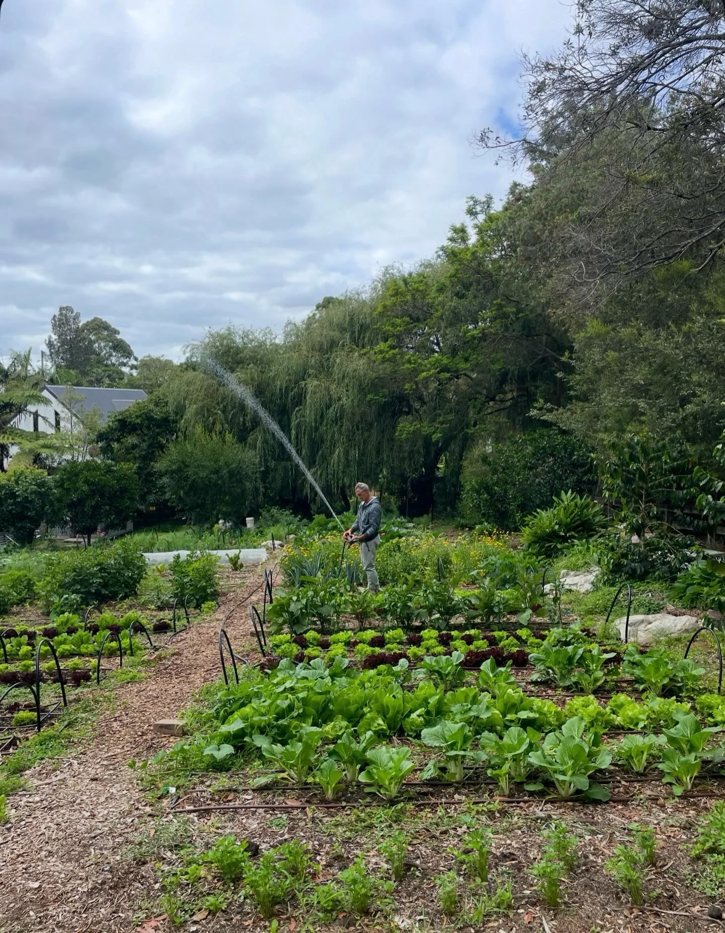 OK growers, pet owners, folk working and playing outside&hellip;.

Going to be getting pretty toasty over the next few days. Water in the morning, mulch any bare soil, throw shade cloth over whatever ever you can and for goodness sake - DON&rsquo;T l