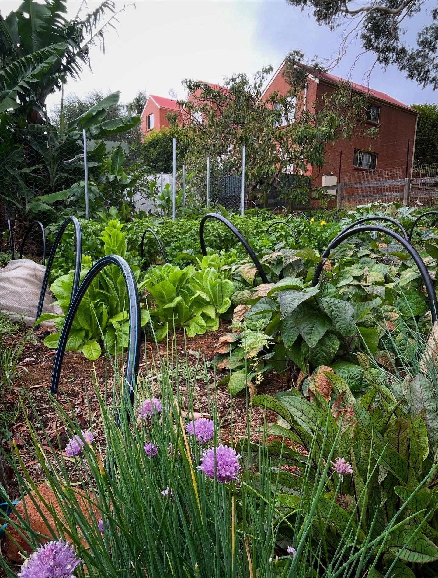 Smaller spaces doing double time - greenery producing food. Deceptive here maybe , this pocket is 4 x 4m heaving with beans, lettuce, red veined sorrel chives, celery and a basil hedge at the back.

Manageable, fragrant with minimal work required to 