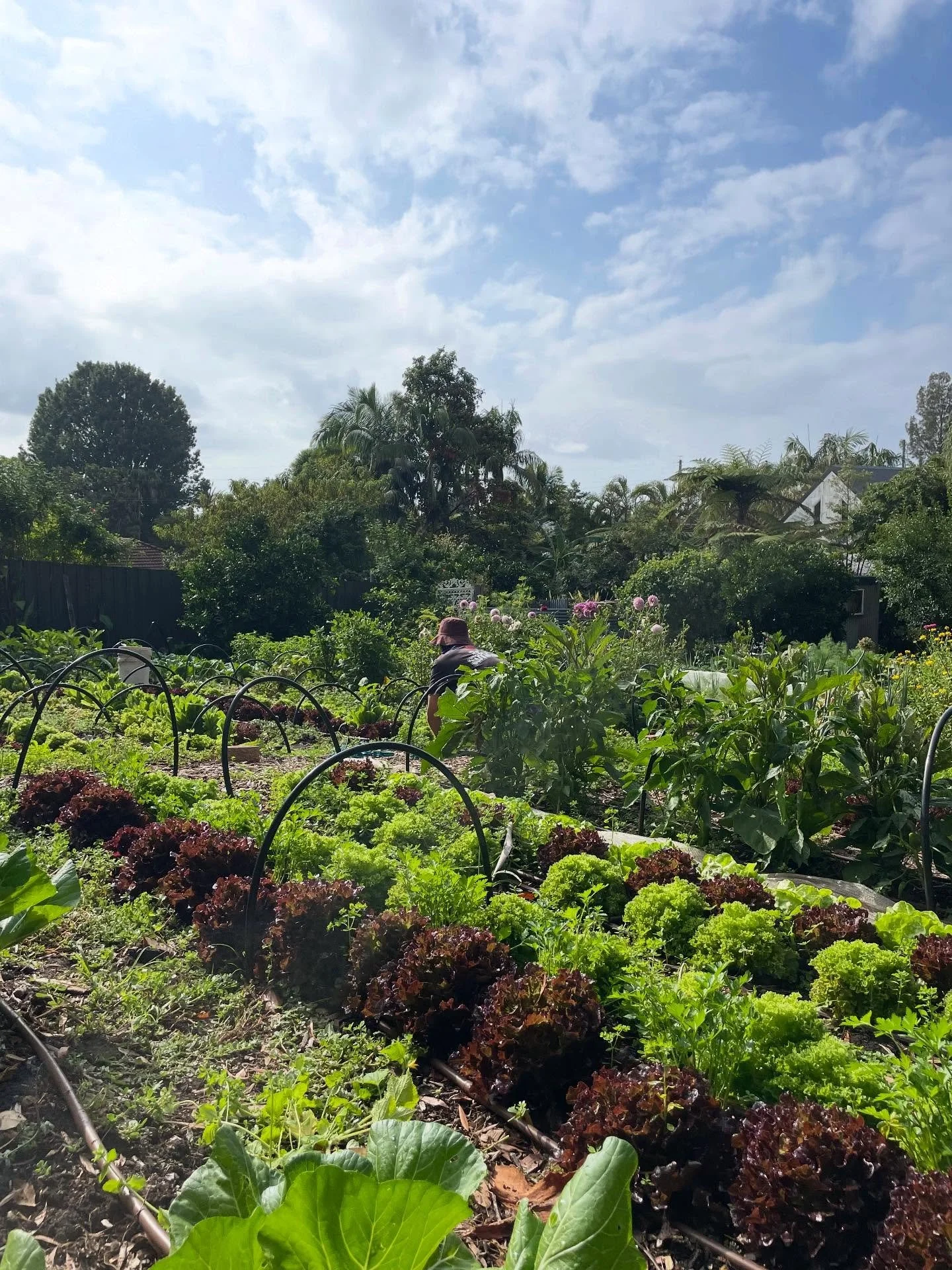 Some jobs may seem a bit daunting when done on your own&hellip;invite help in &amp; share the space!!

Hiding in the salad is one of my lovely interns Tom, good to have a chat &amp; share experiences. Then I get to load them up with fresh produce as 